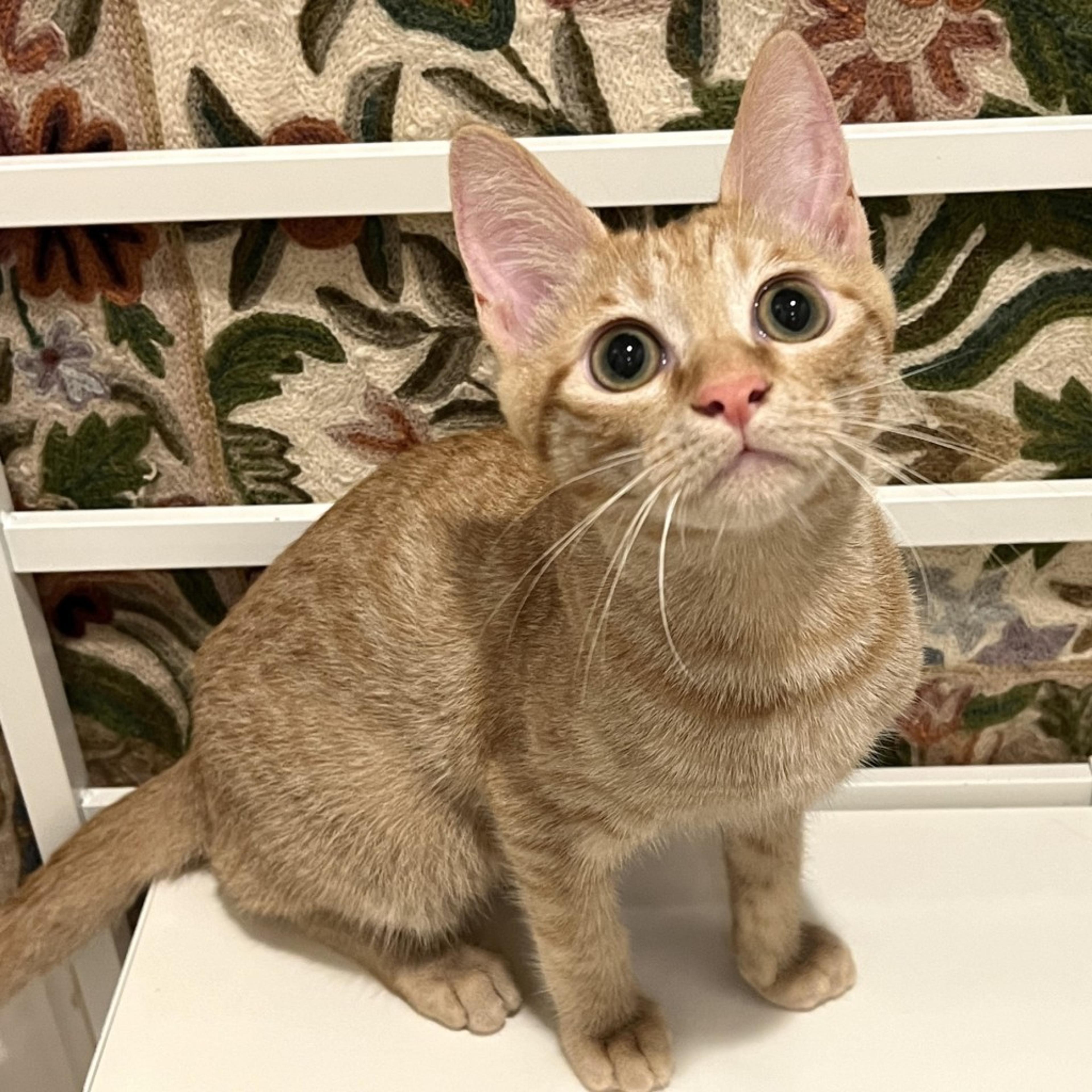 pet-image-4