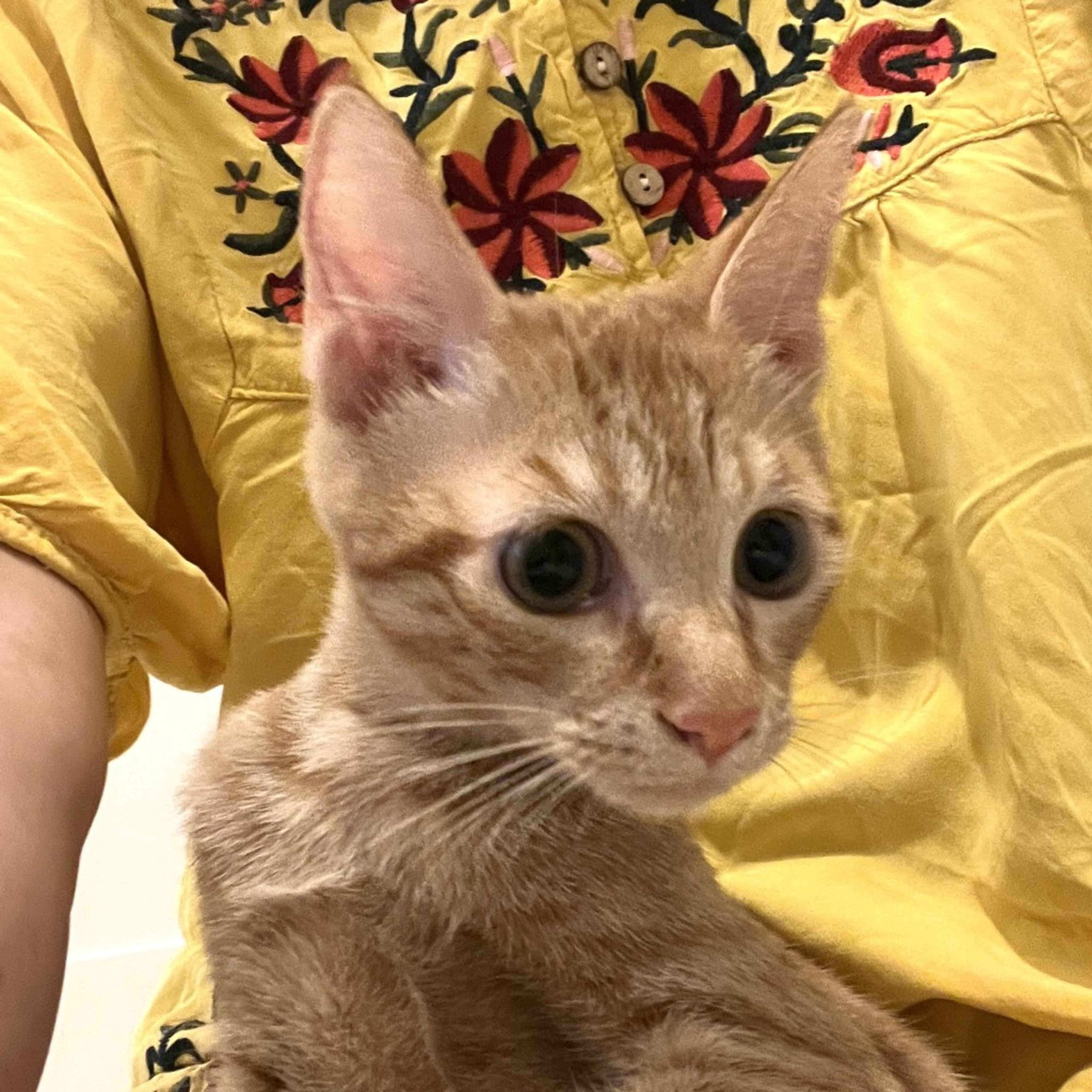 pet-image-8