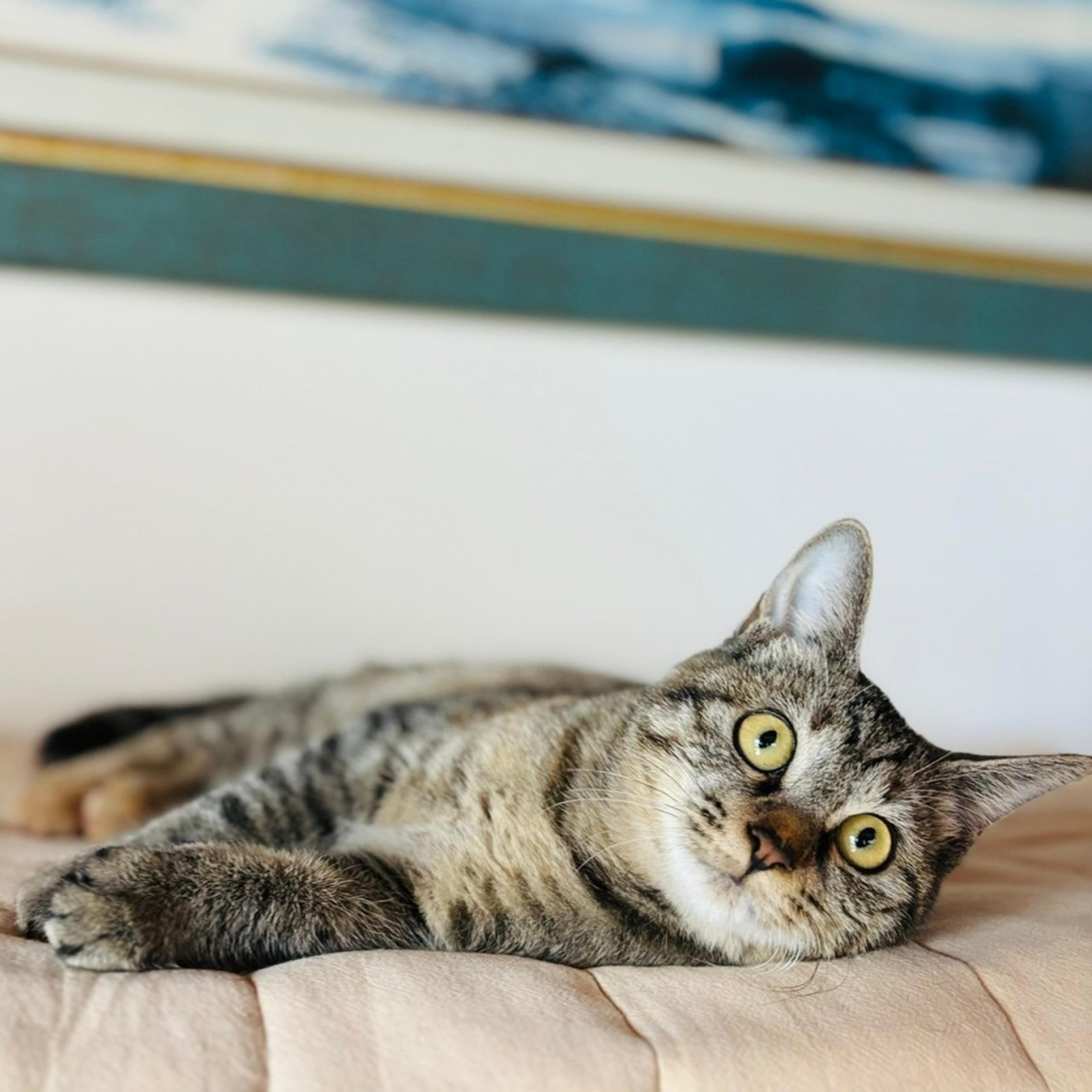 pet-image-9