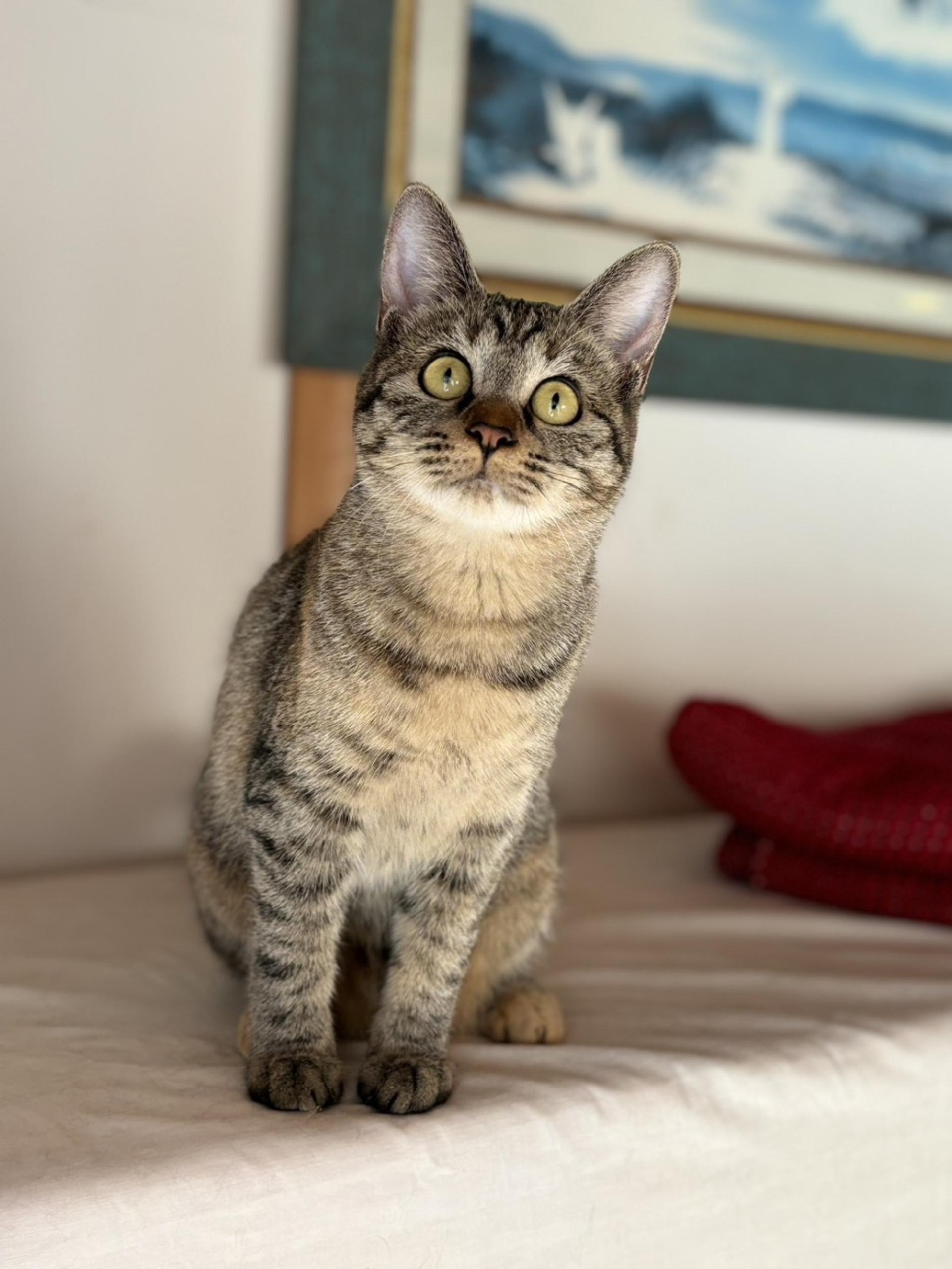 pet-image-10