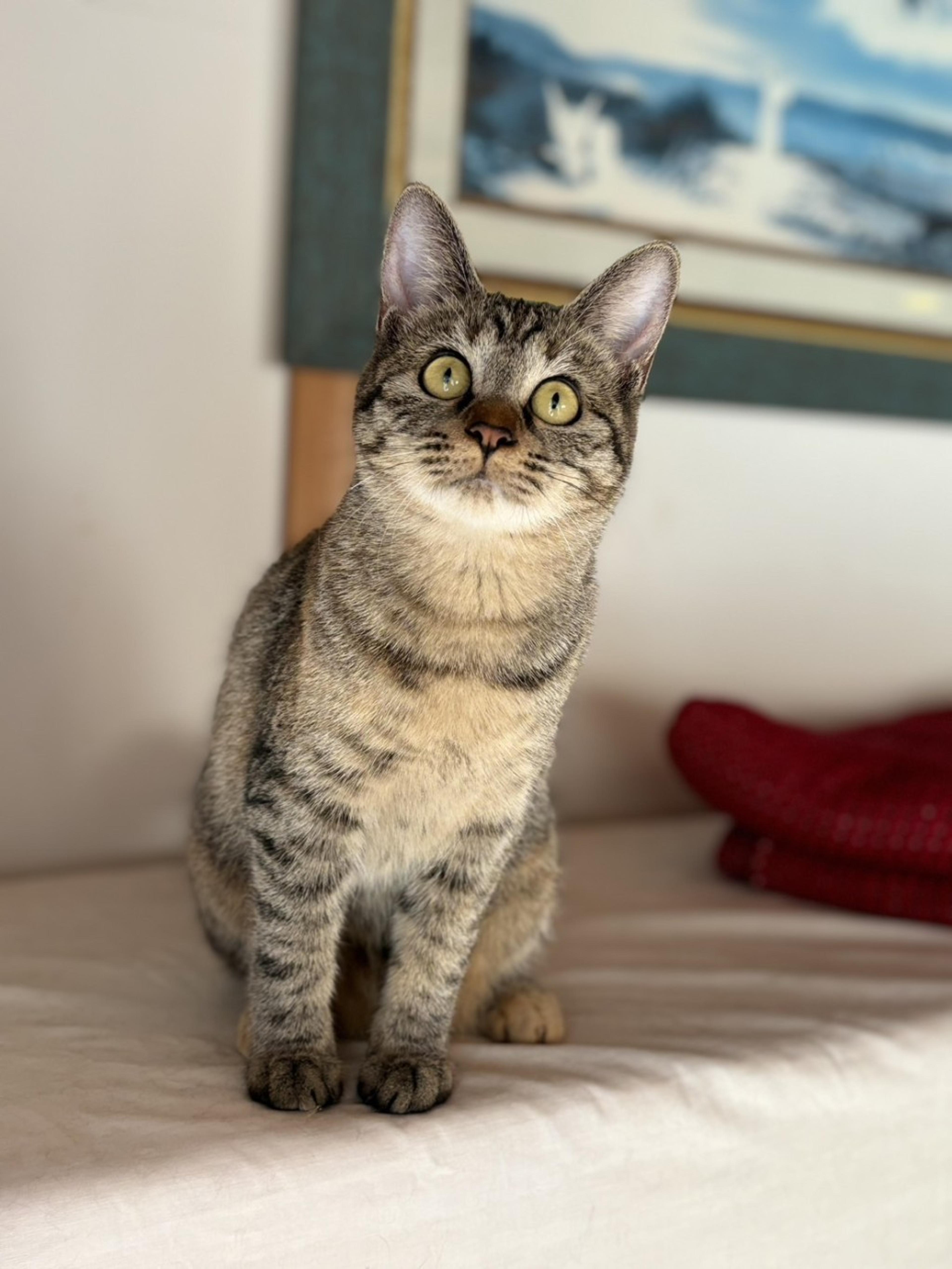 pet-image-10