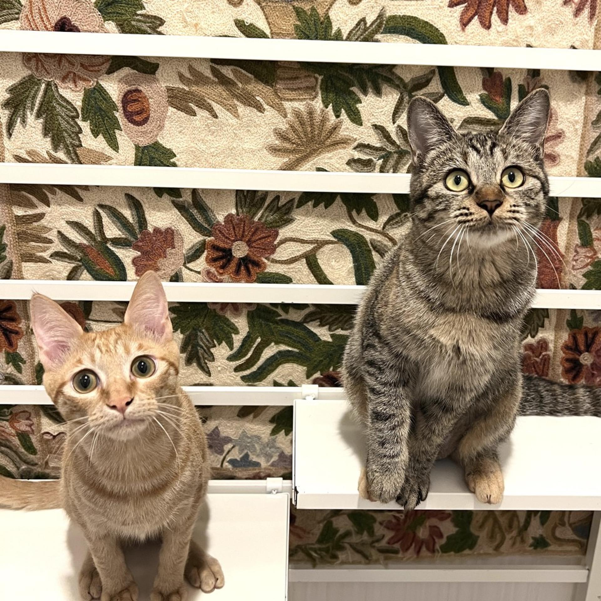 pet-image-9
