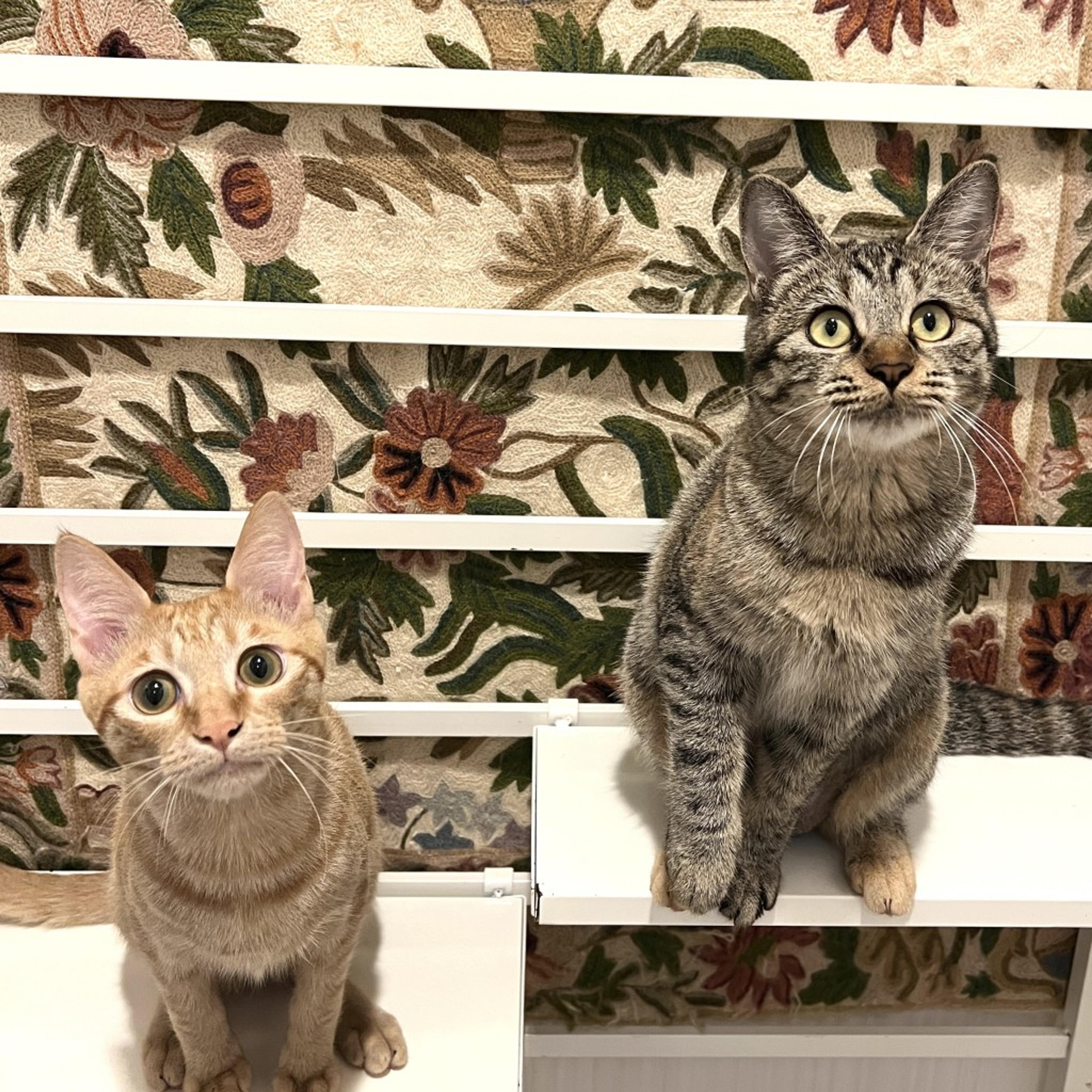 pet-image-9