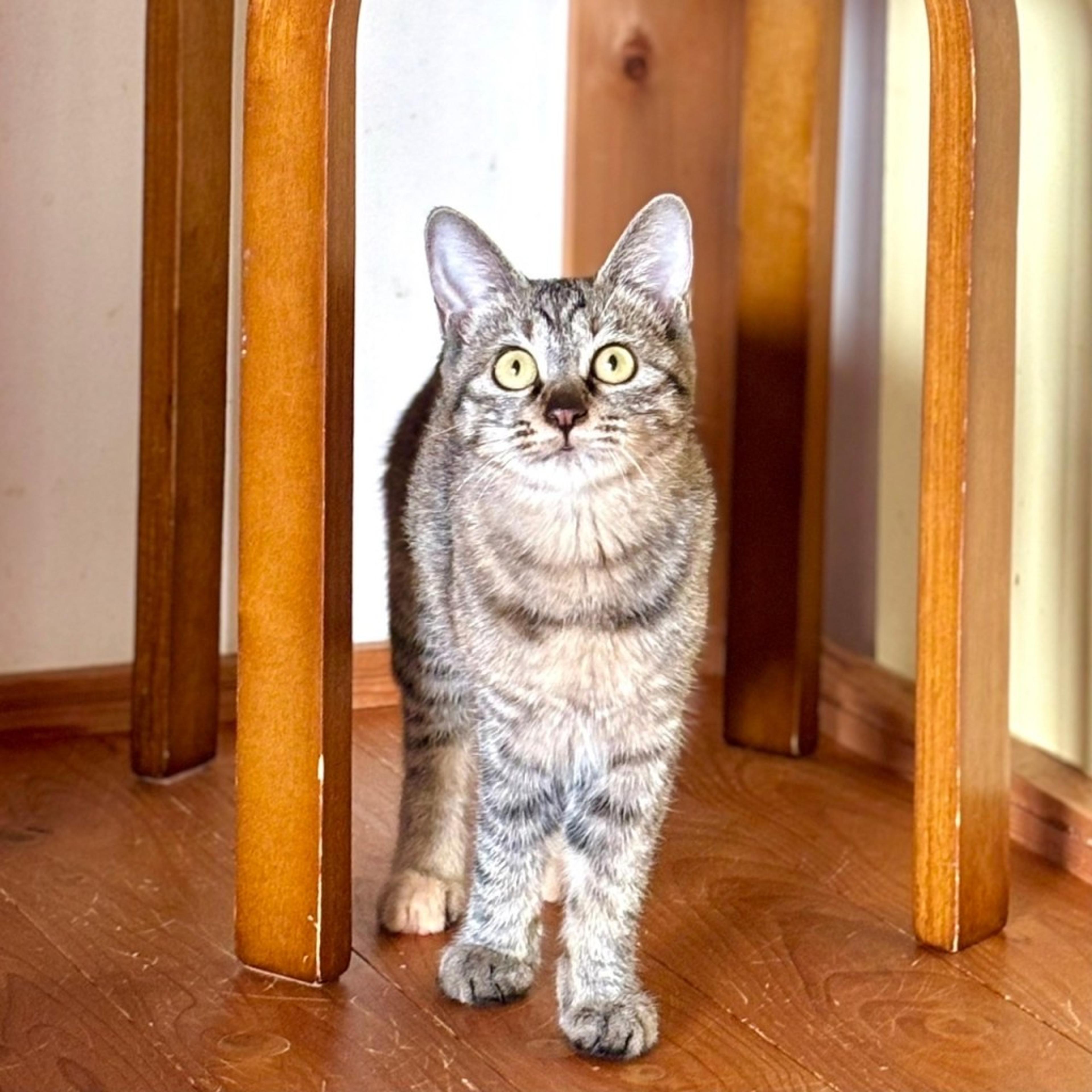 pet-image-4