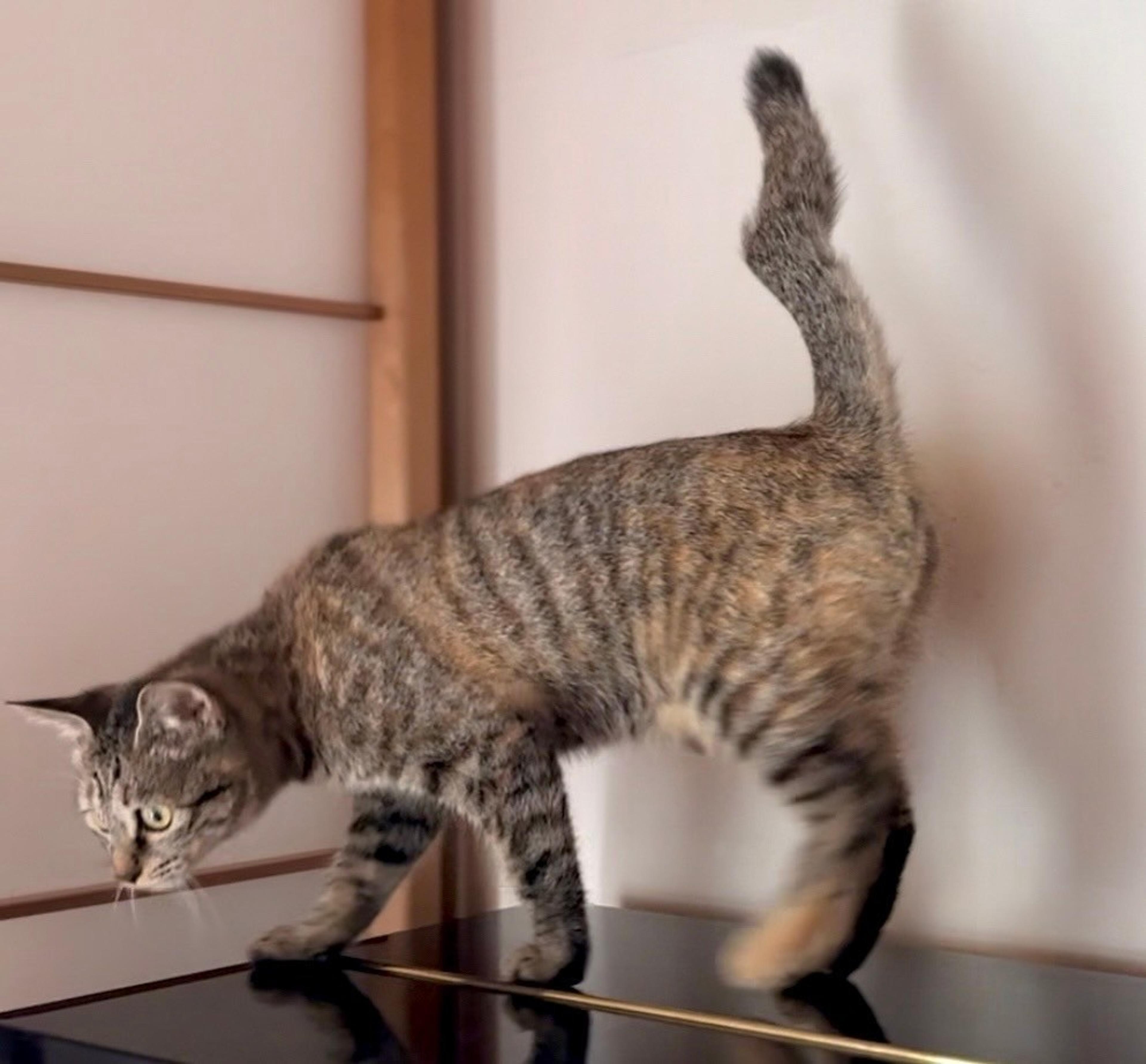 pet-image-5