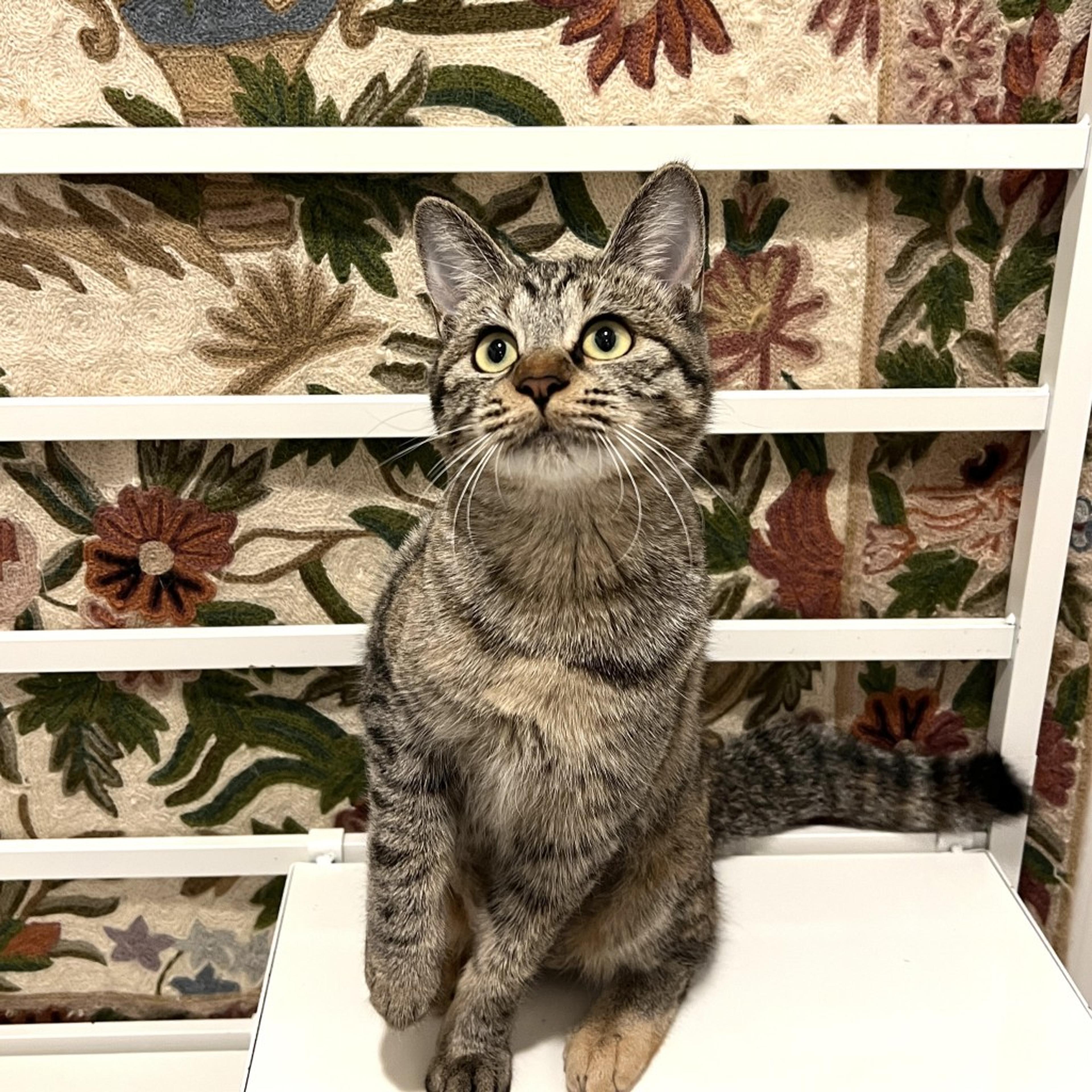 pet-image-10