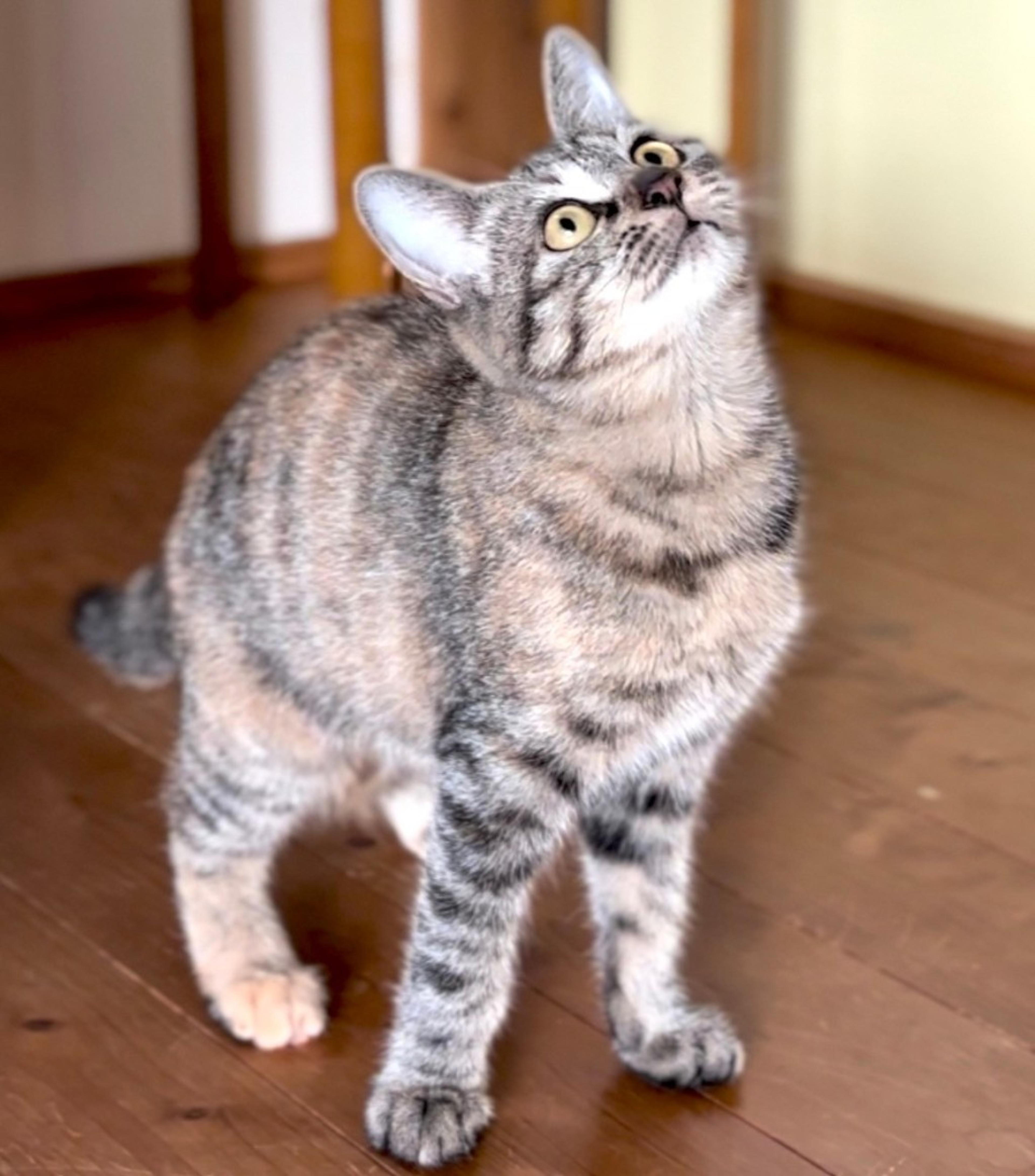pet-image-6