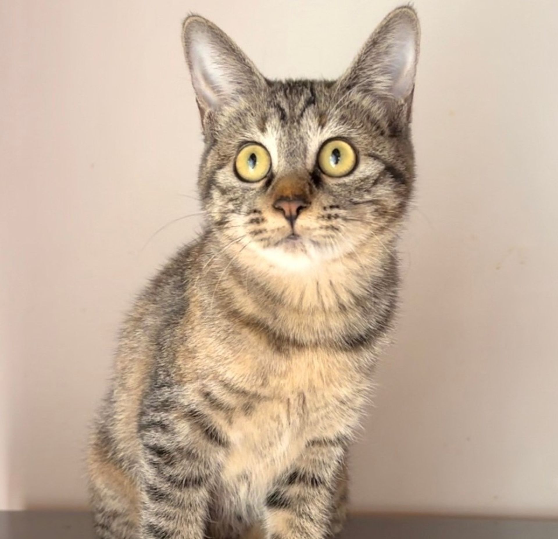 雑種（ミックス猫）・メスの里親募集の写真