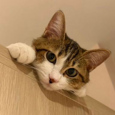 雑種（ミックス猫）・メスの里親募集の写真