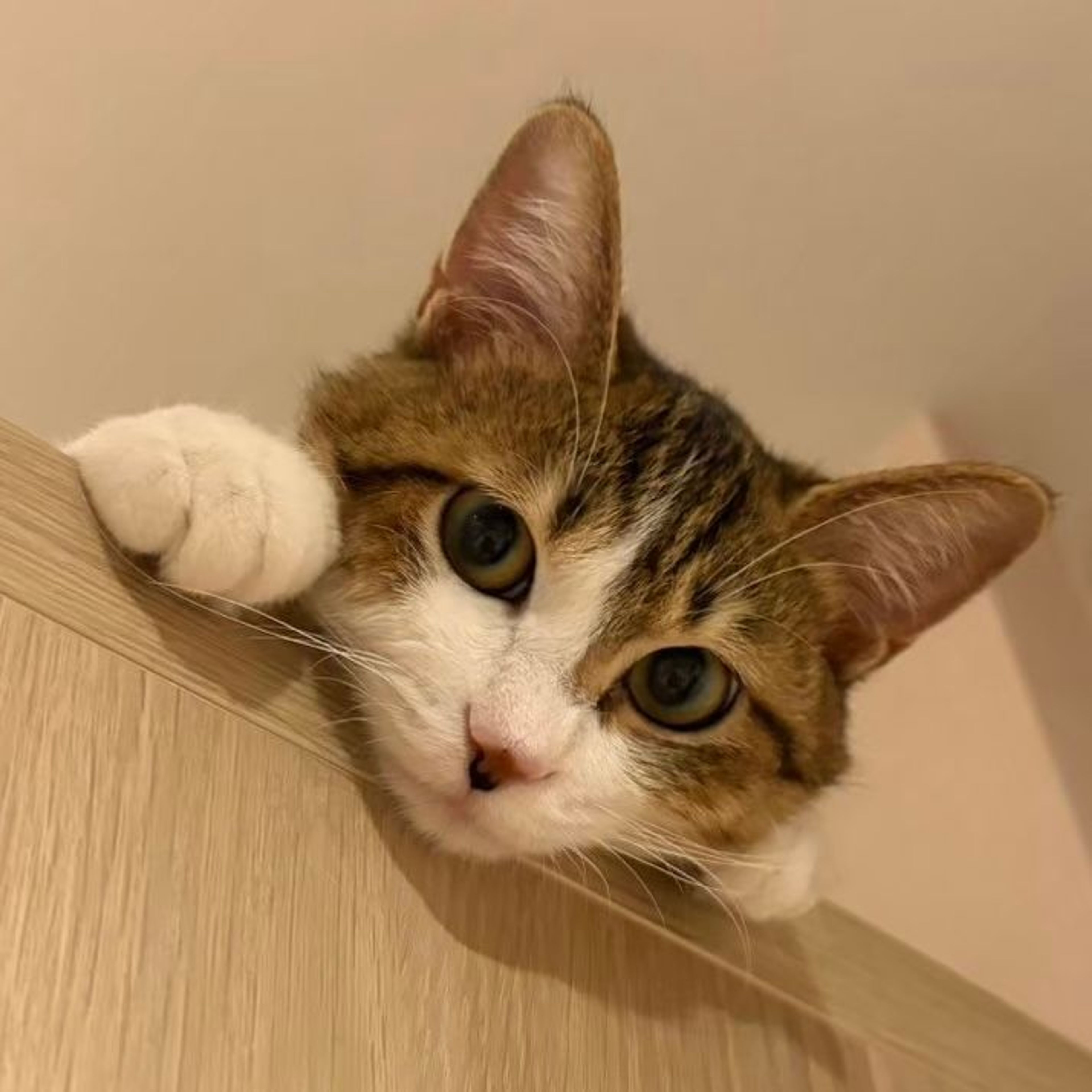 雑種（ミックス猫）・メスの里親募集の写真