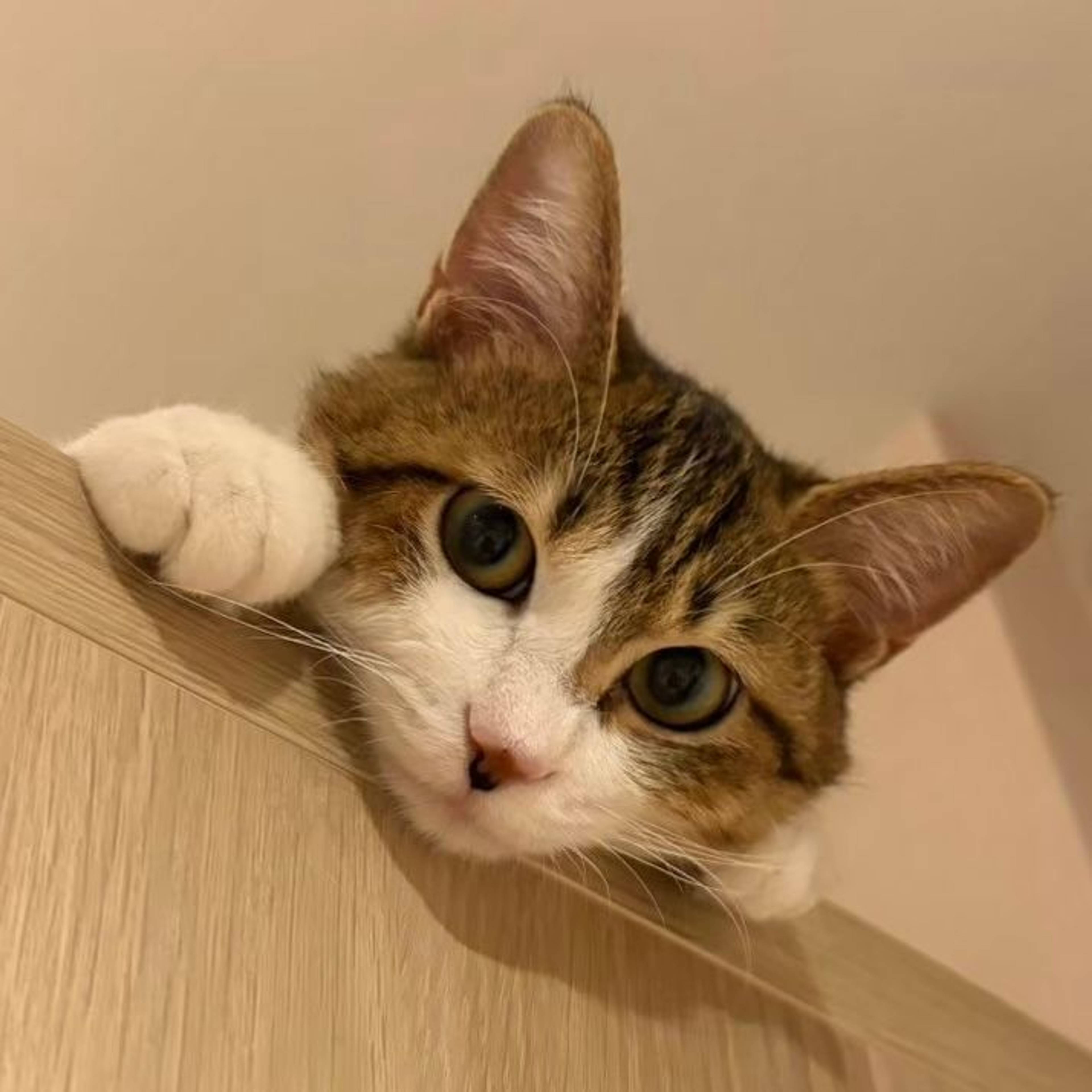 雑種（ミックス猫）・メスの里親募集の写真