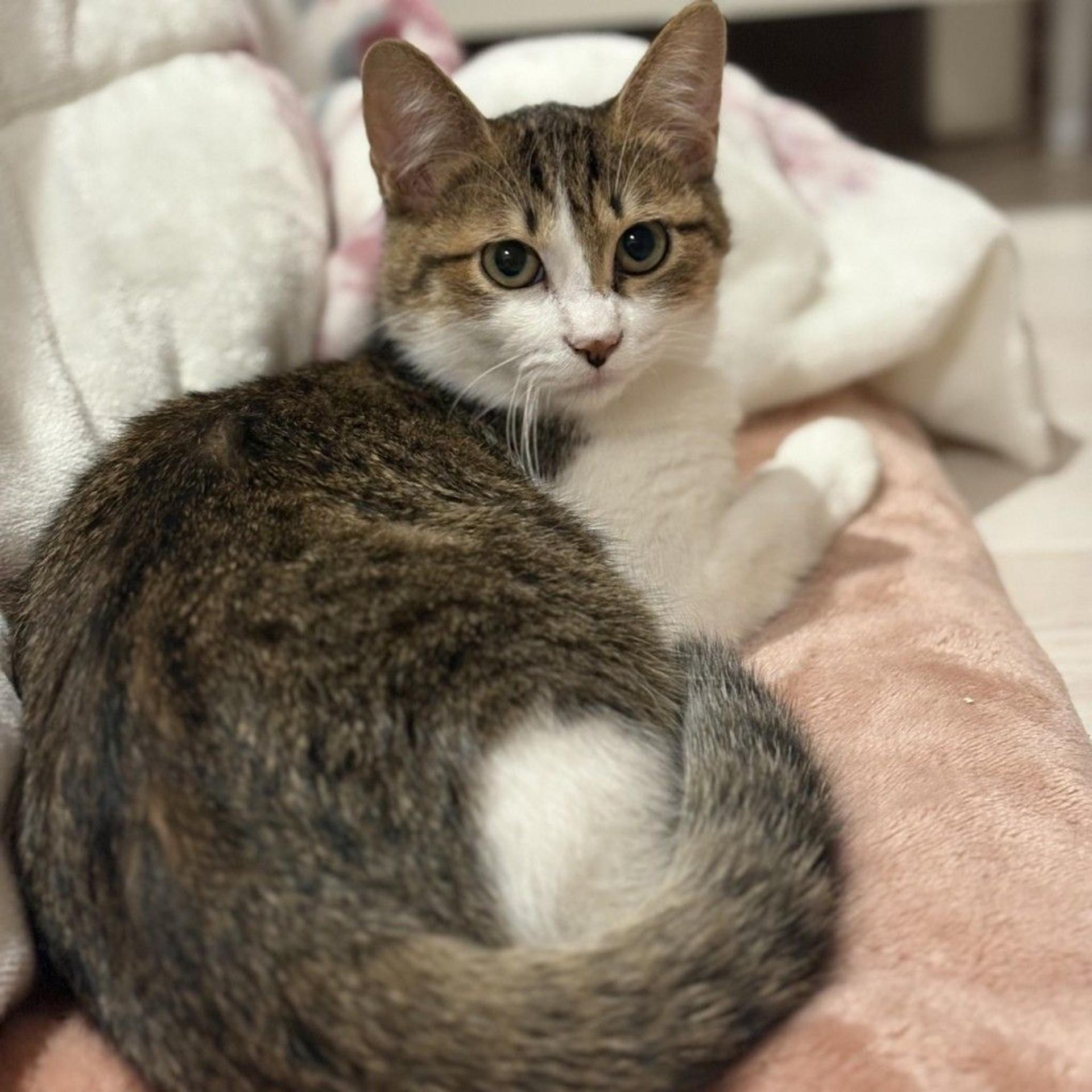 pet-image-4