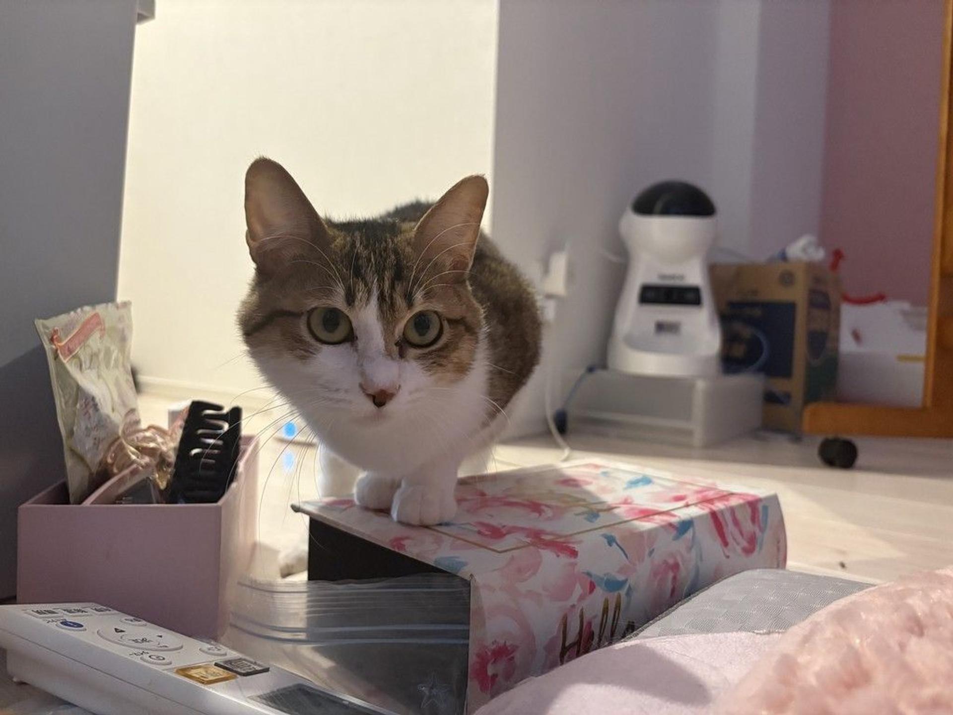 pet-image-6