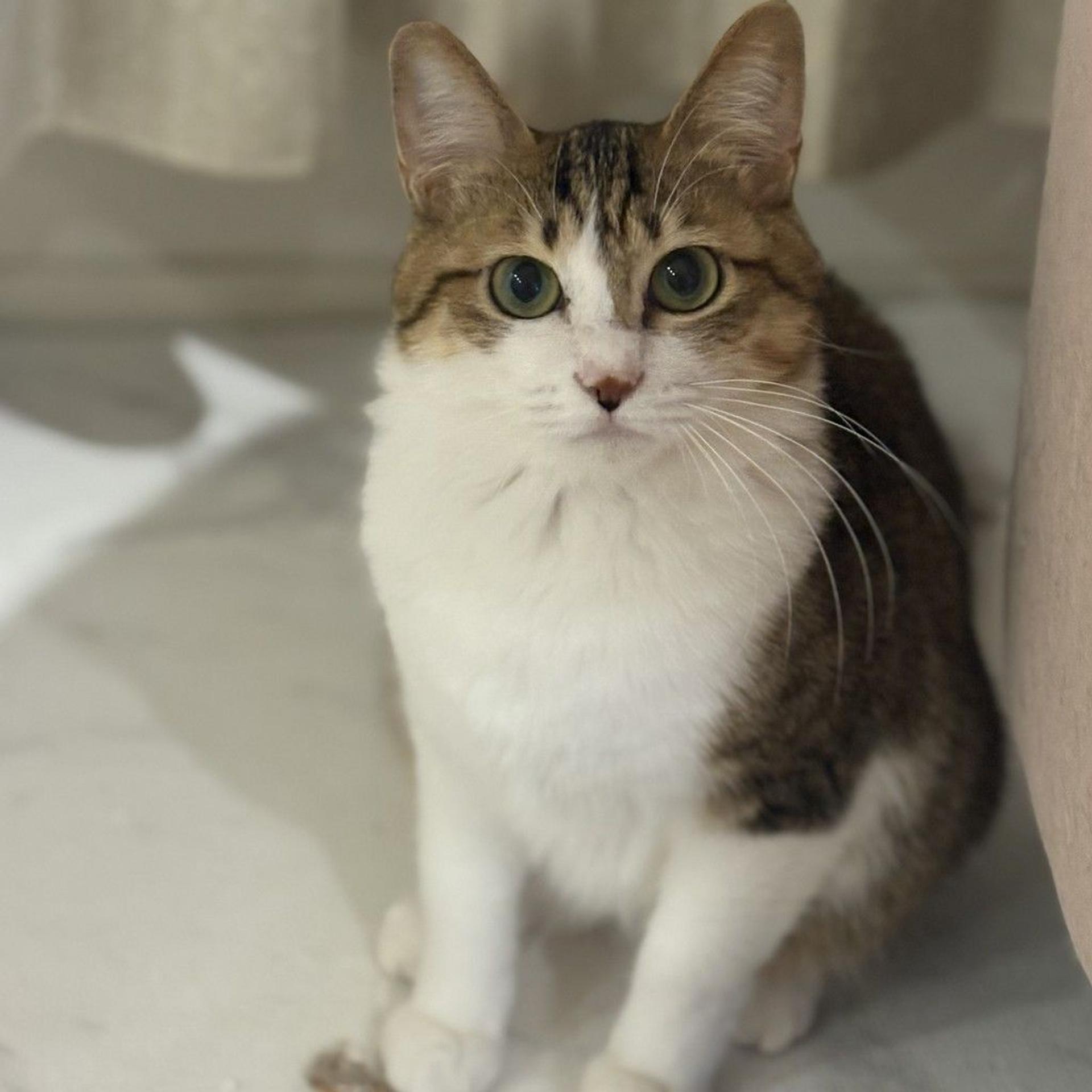 pet-image-8