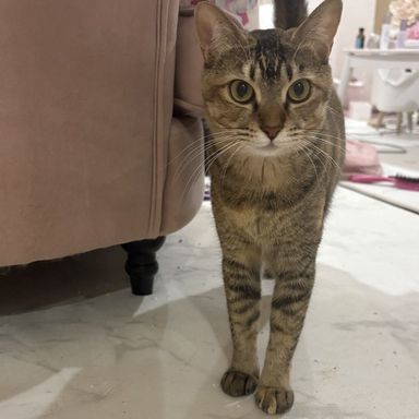 雑種（ミックス猫）・メスの里親募集の写真