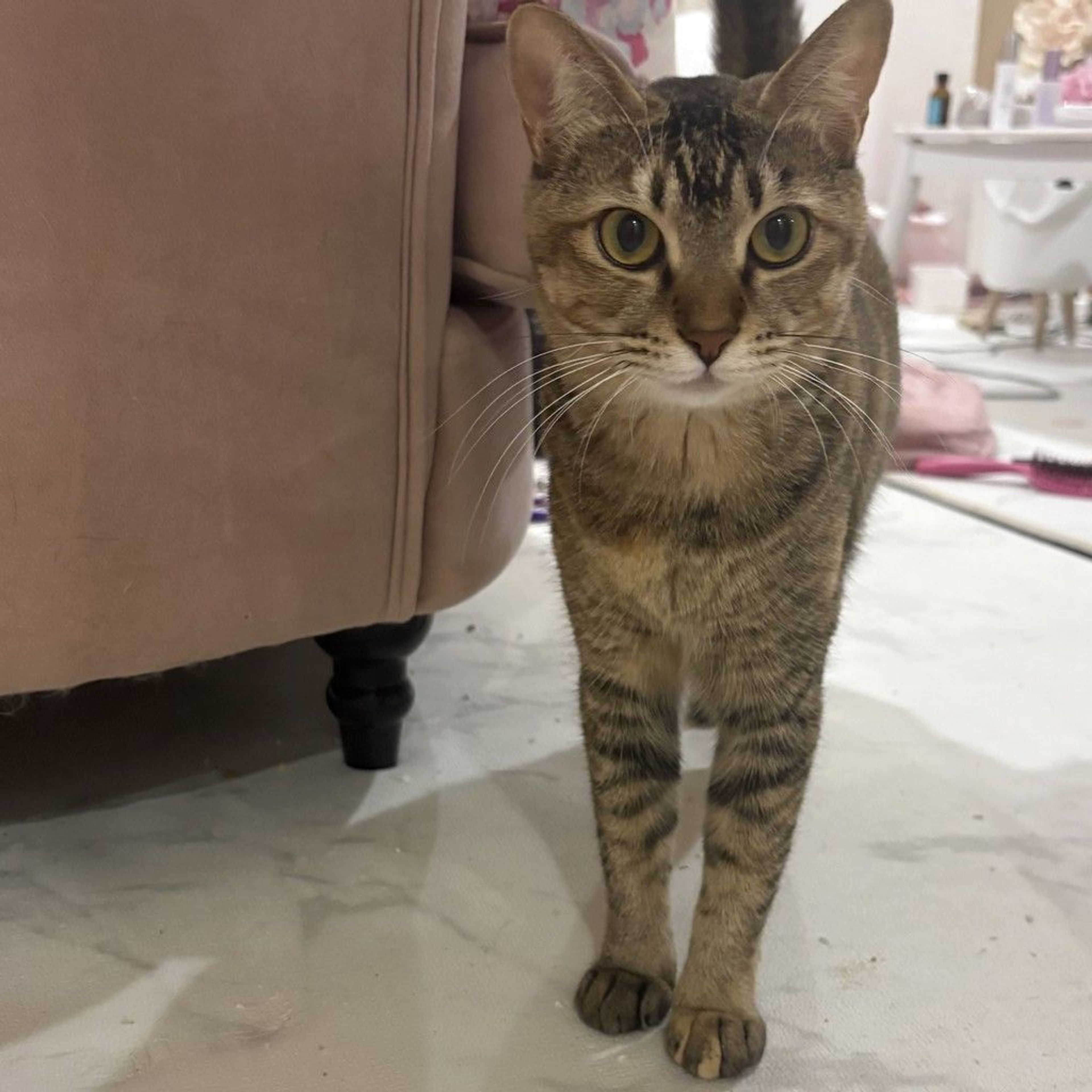 雑種（ミックス猫）・メスの里親募集の写真