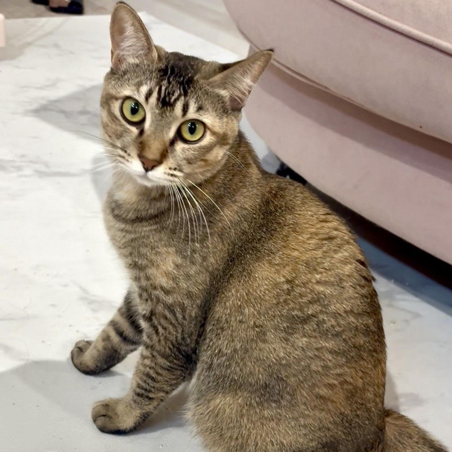 pet-image-4