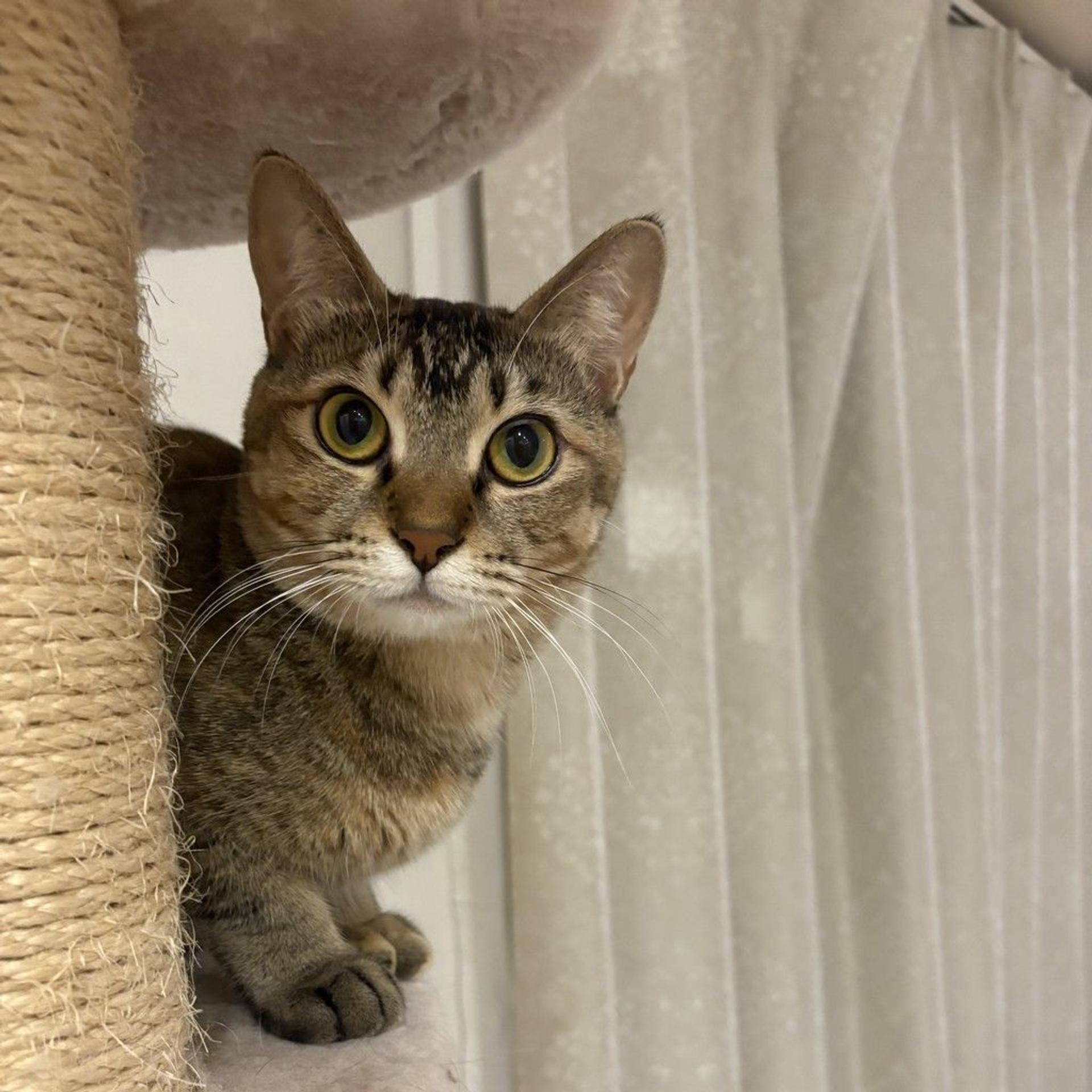 pet-image-6