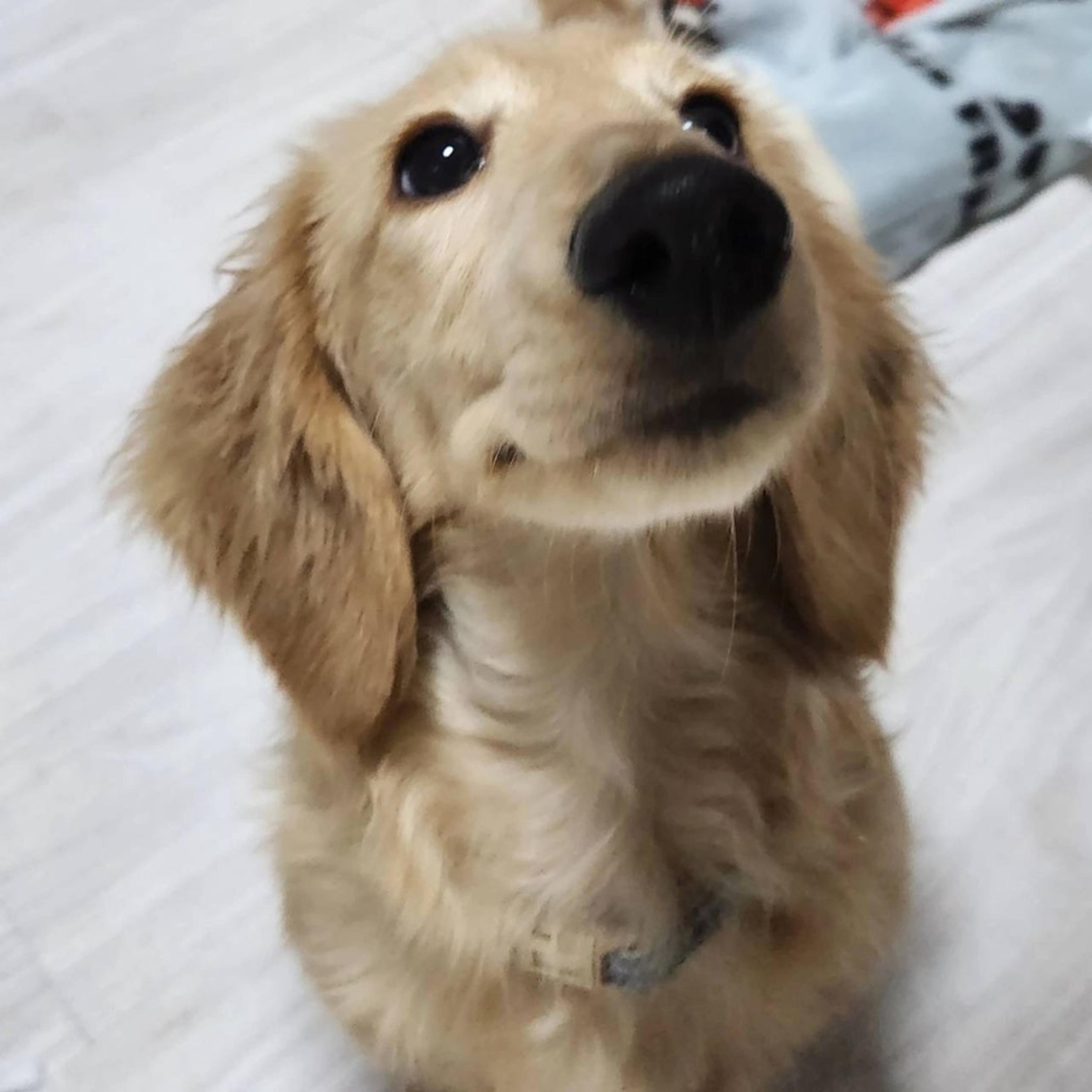 pet-image-6