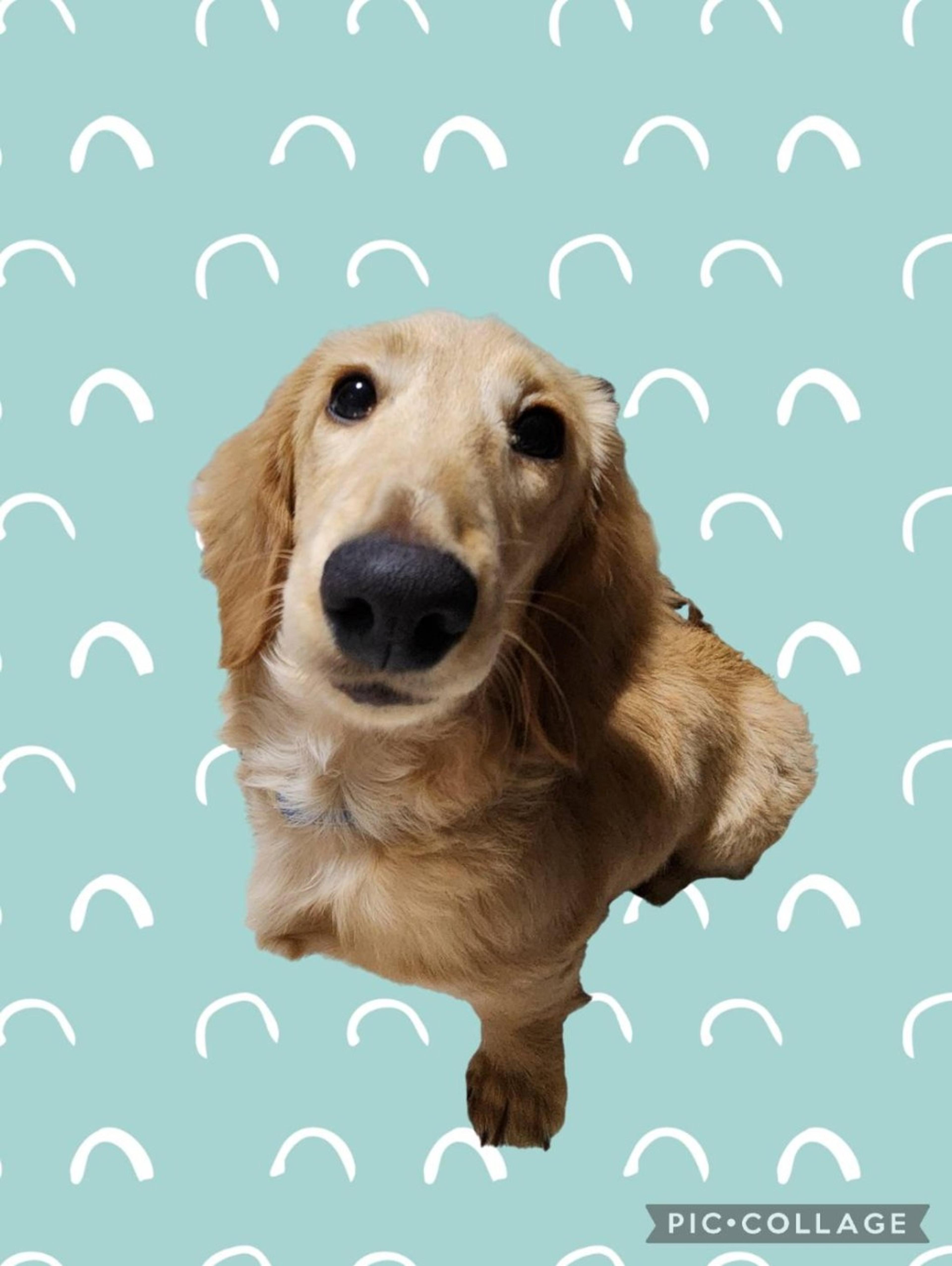 pet-image-2