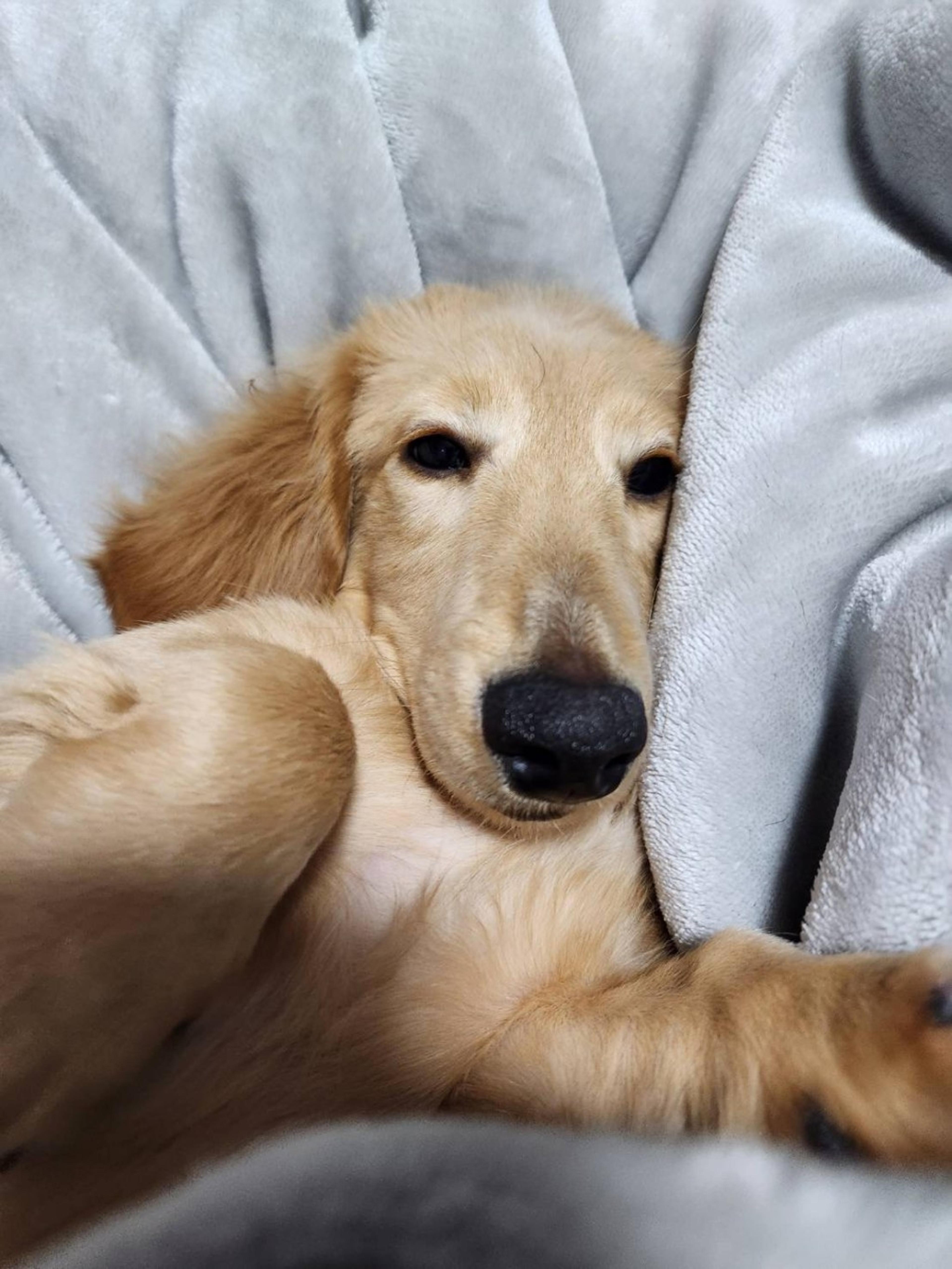 pet-image-3