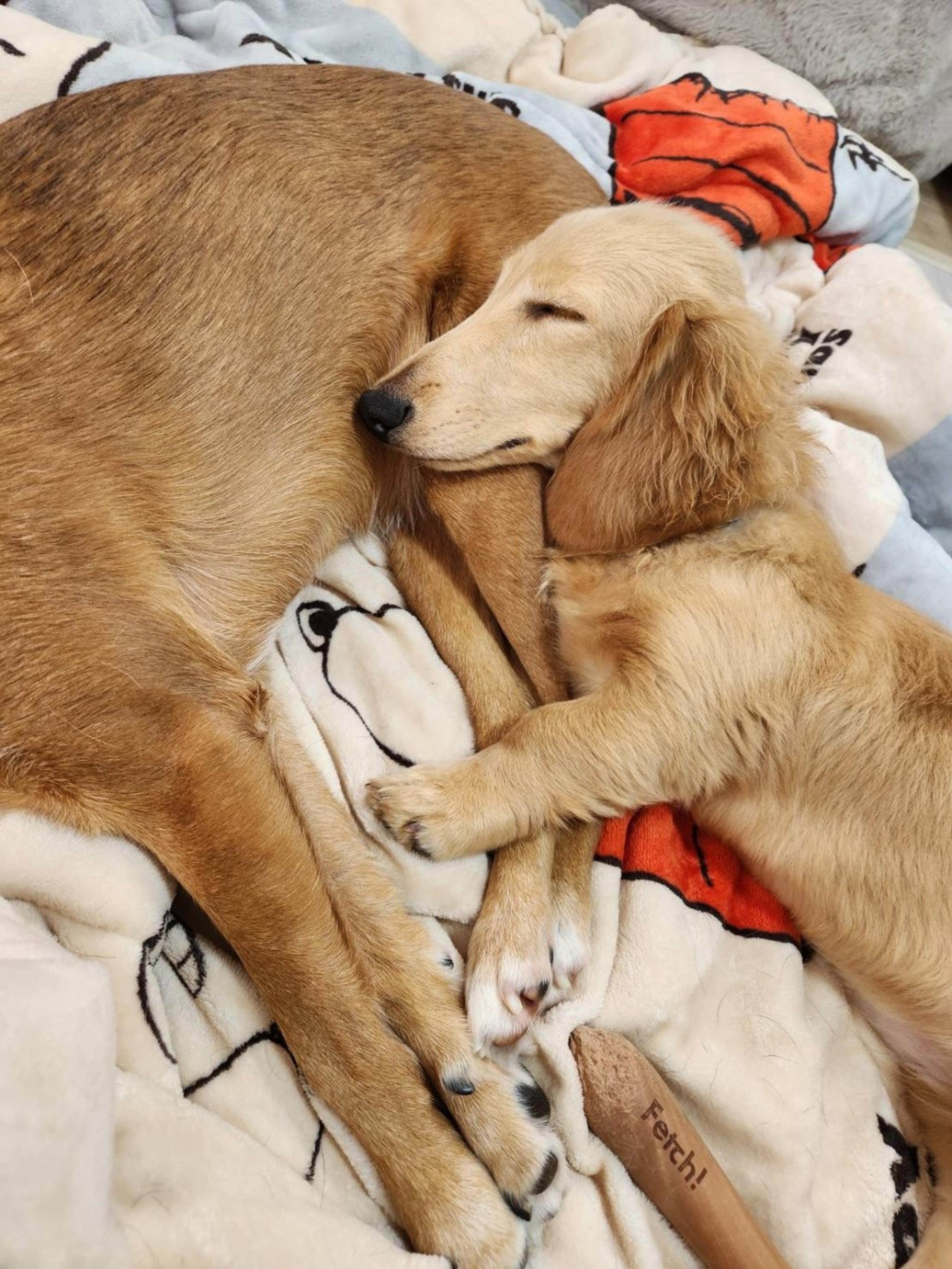 pet-image-4