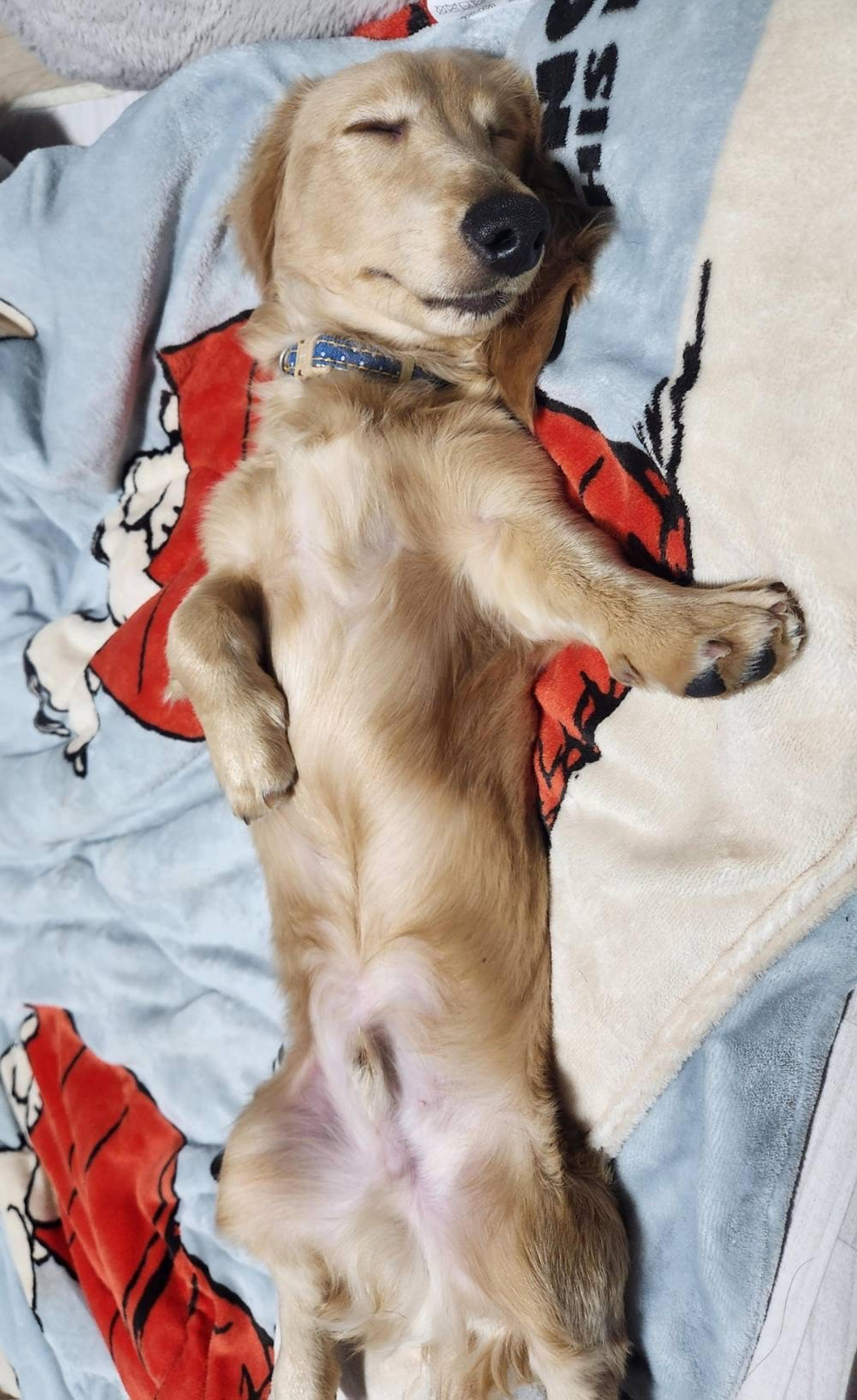 pet-image-5