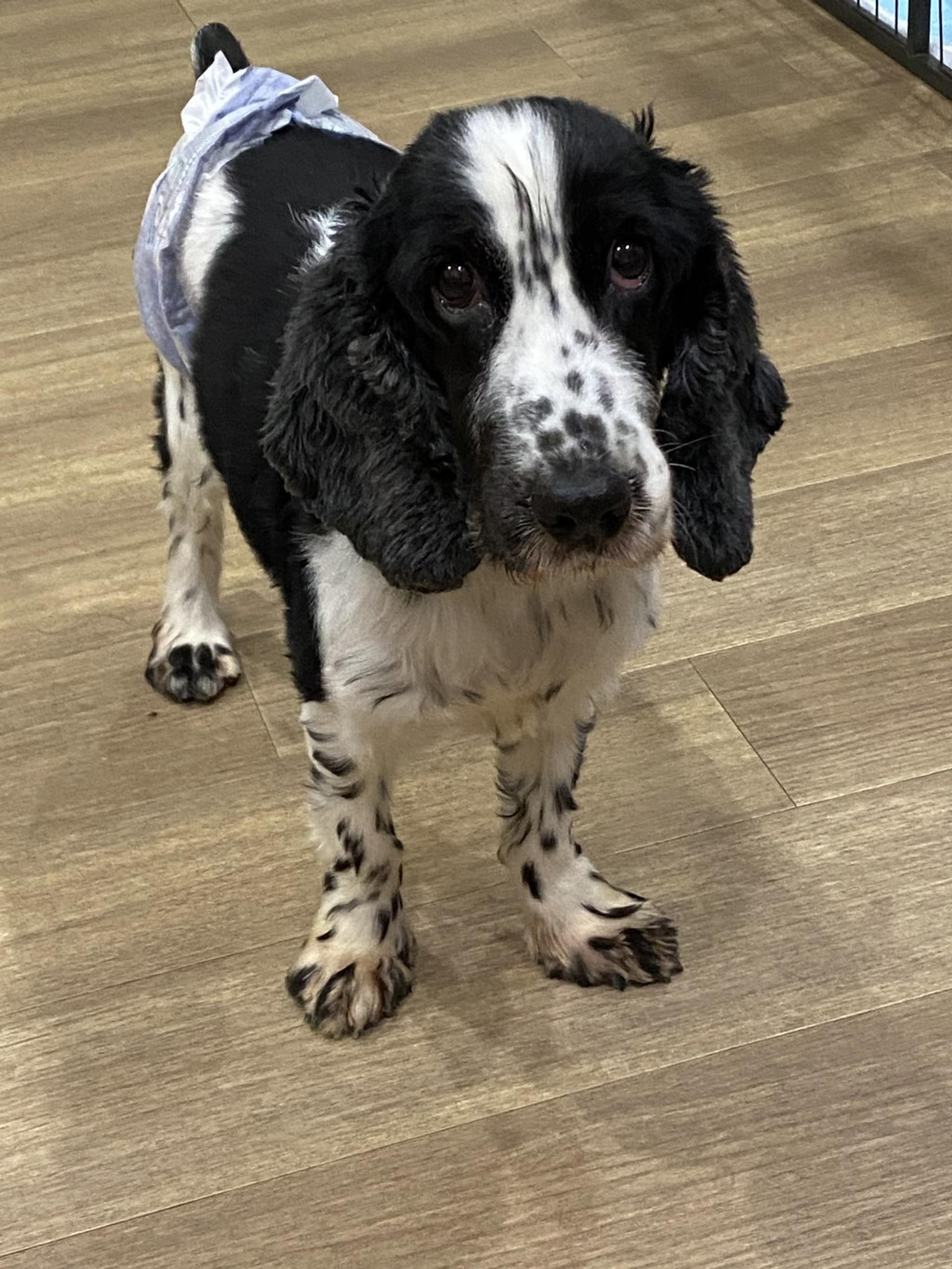 pet-image-2