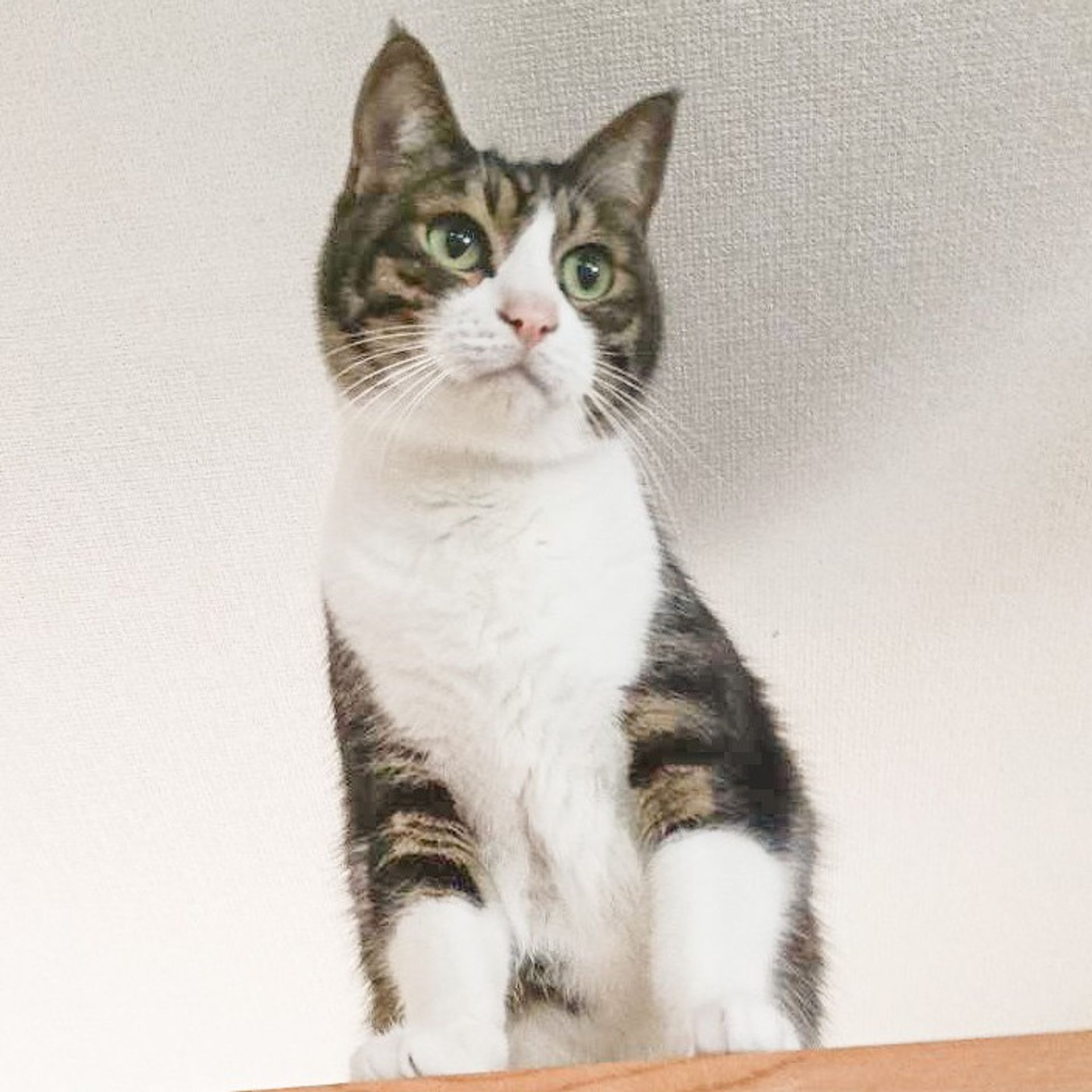 雑種（ミックス猫）・オスの里親募集の写真