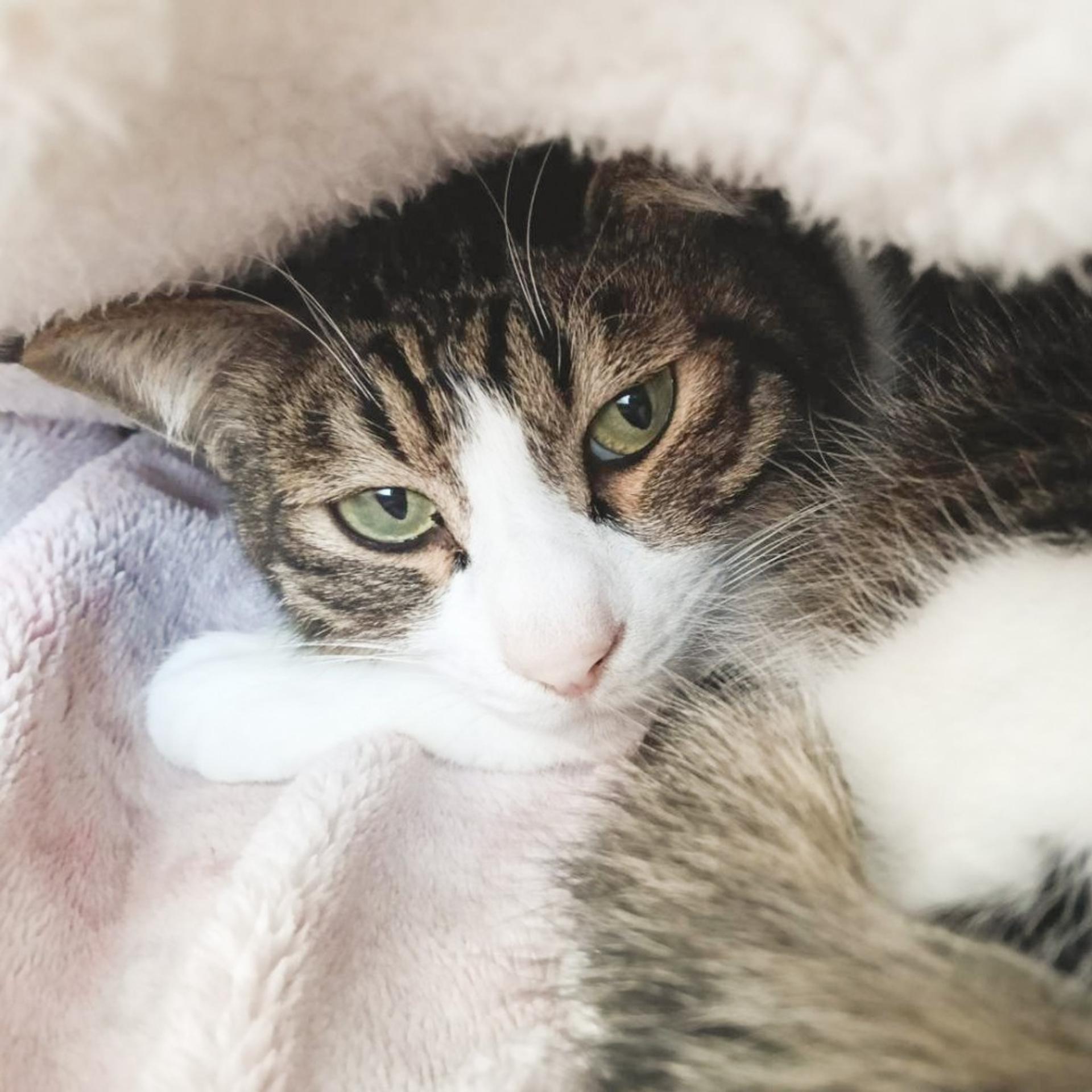 pet-image-2