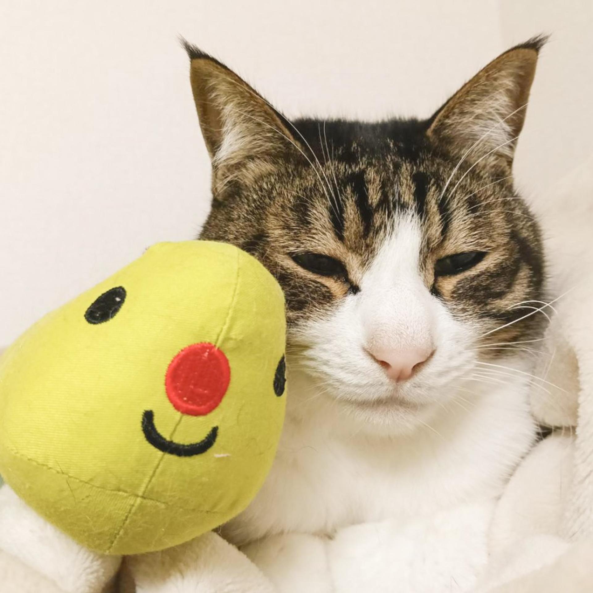 pet-image-3