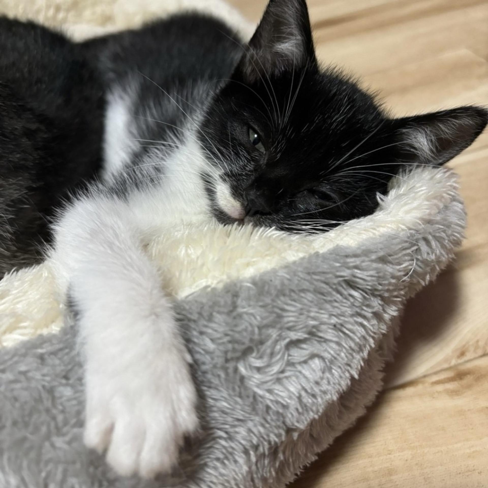 pet-image-7