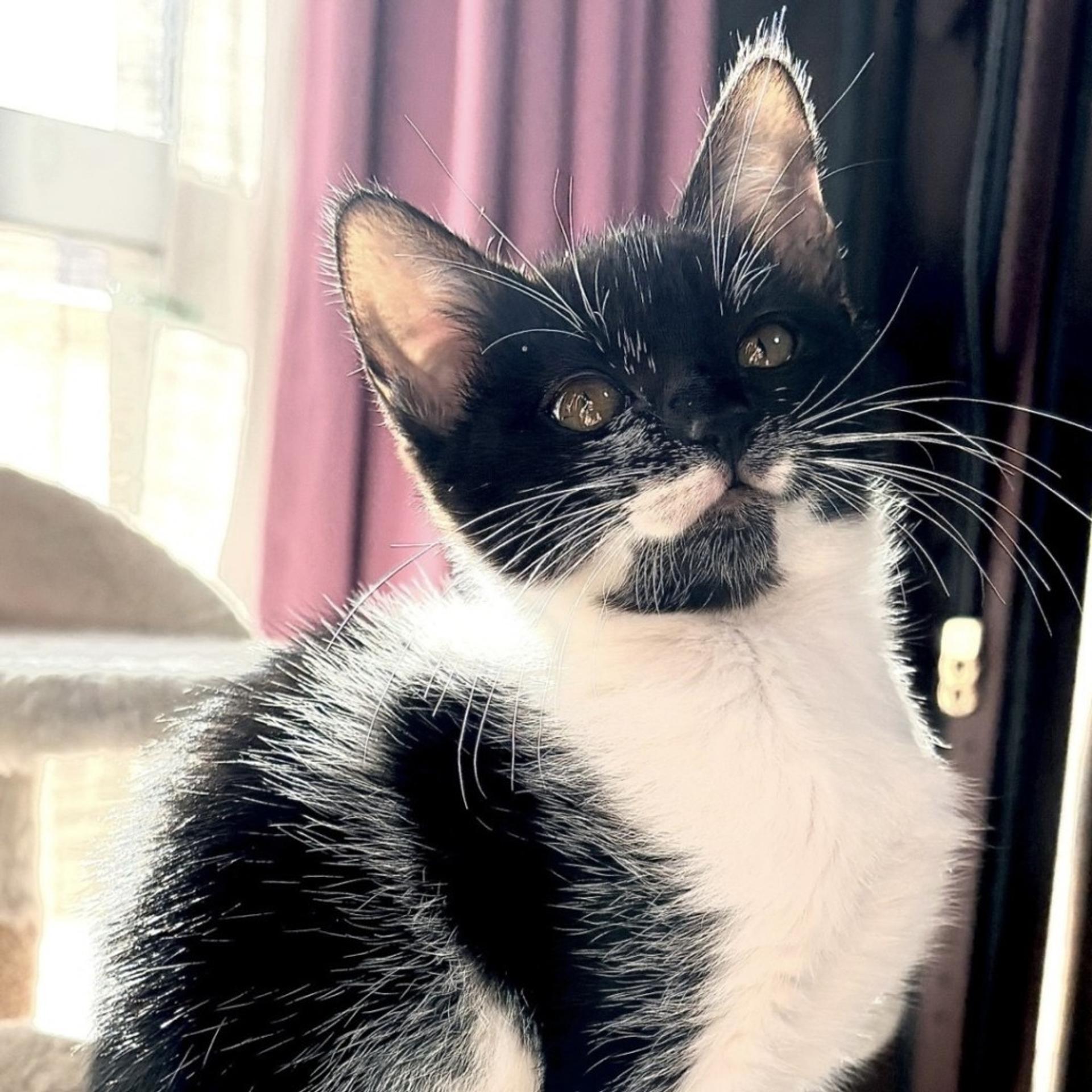 pet-image-3