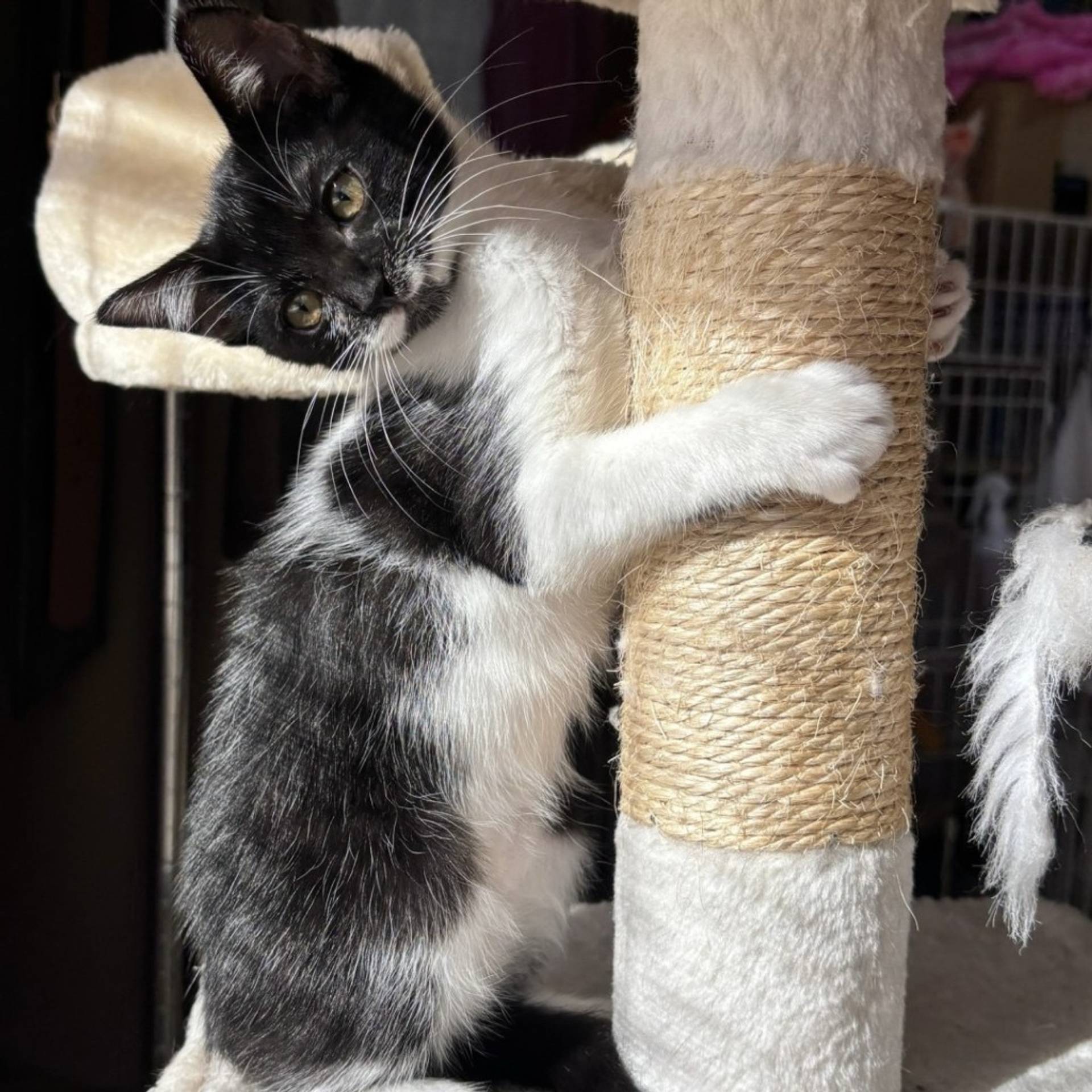 雑種（ミックス猫）・メスの里親募集の写真