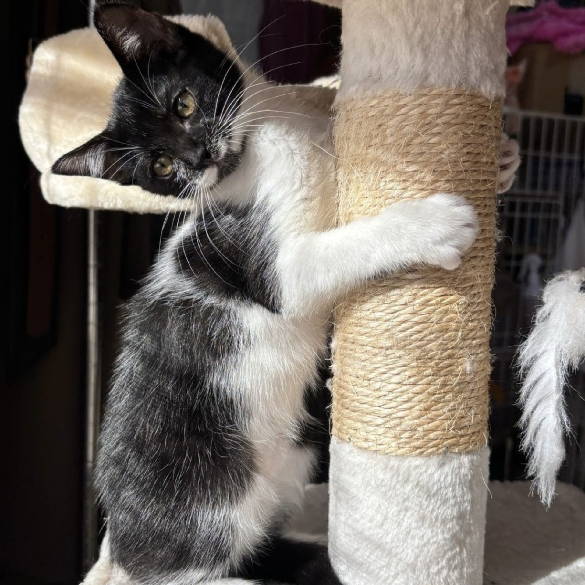 雑種（ミックス猫）・メスの里親募集の写真