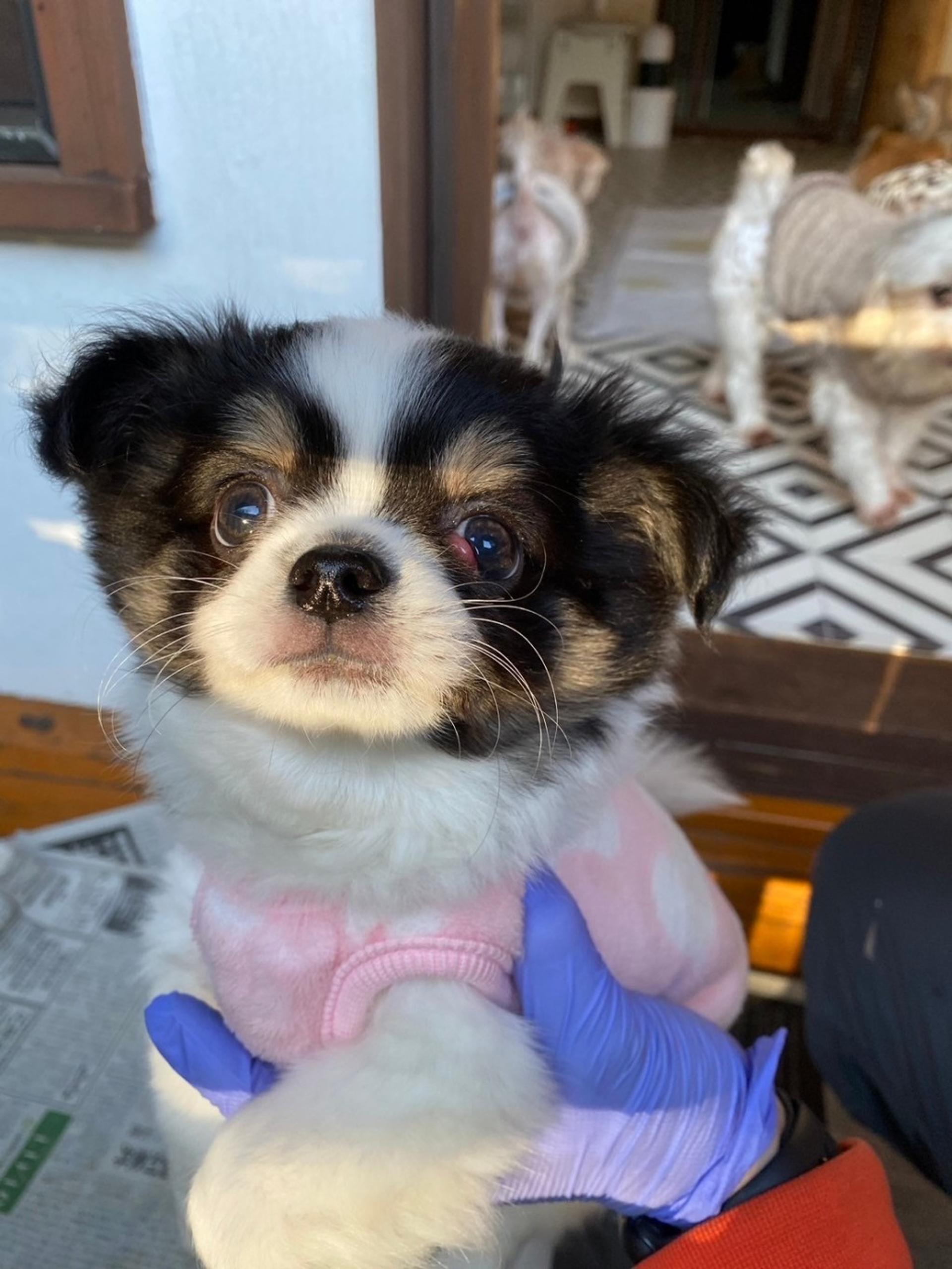 pet-image-2