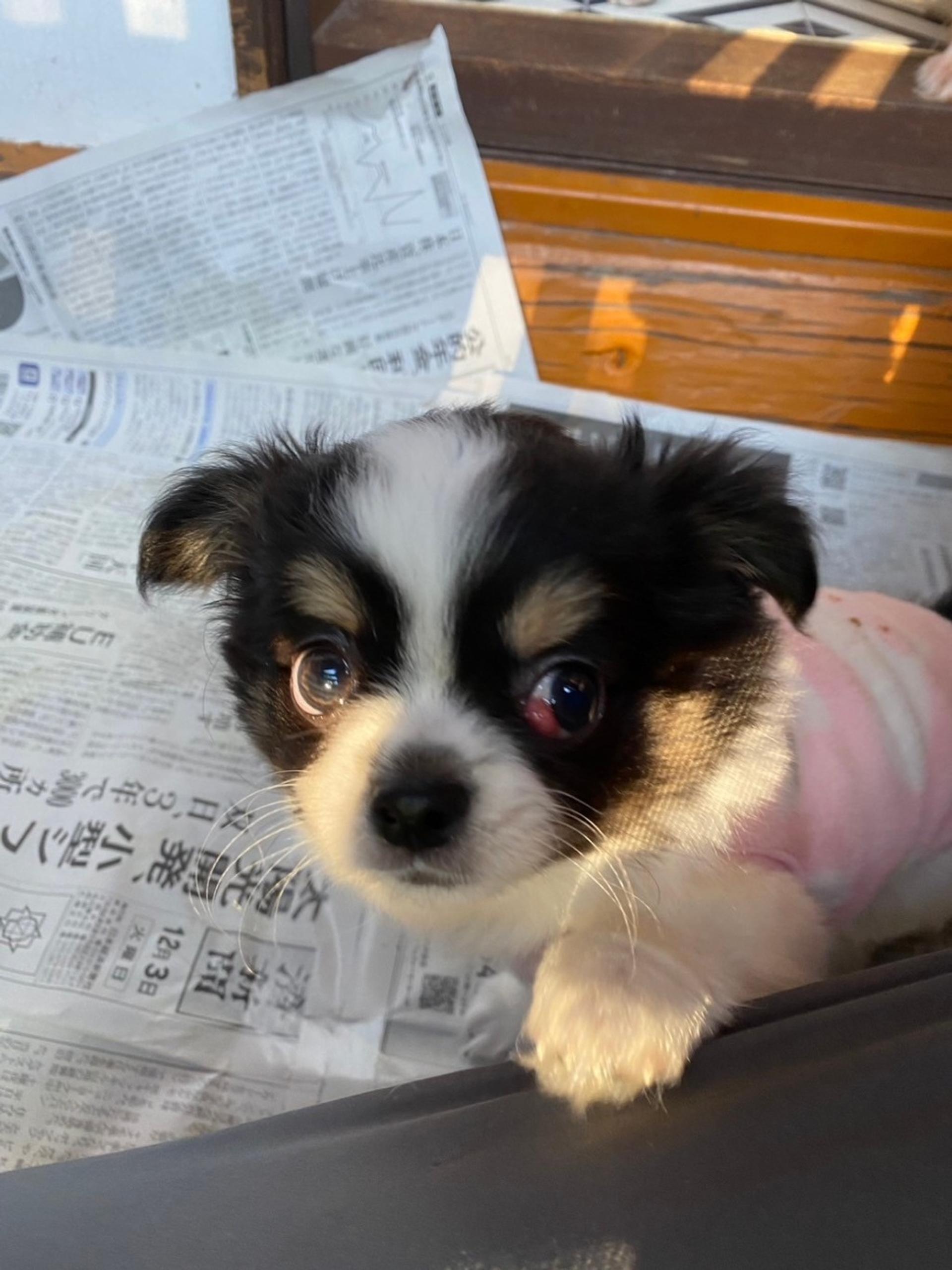 pet-image-3