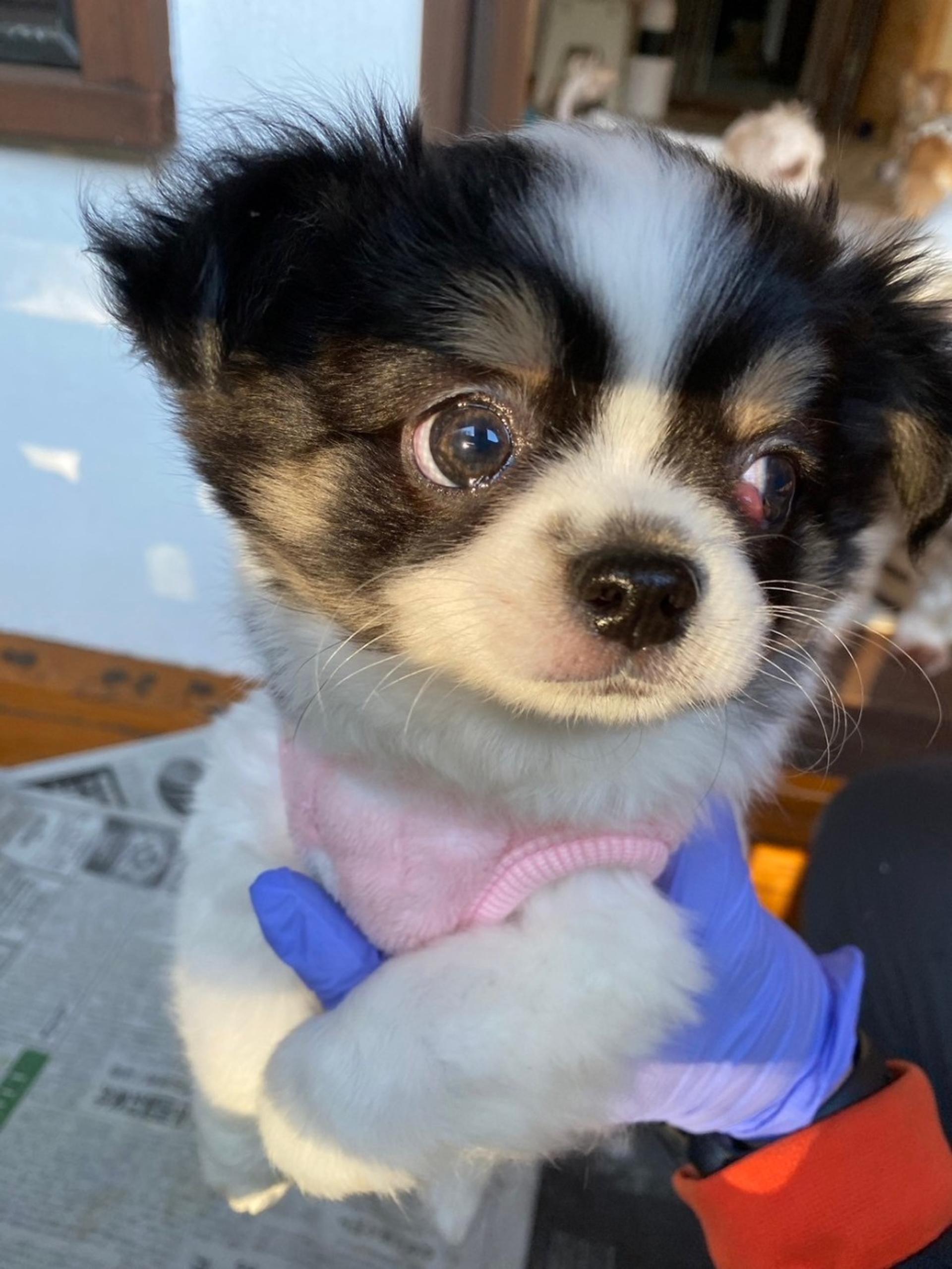 pet-image-4