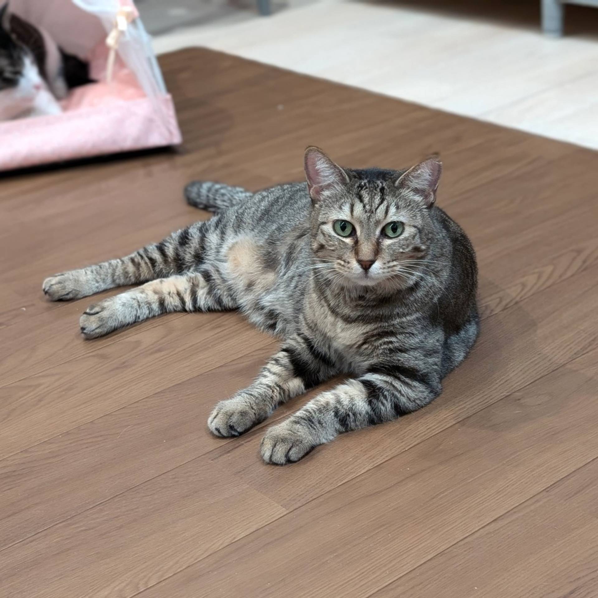 雑種（ミックス猫）・メスの里親募集の写真