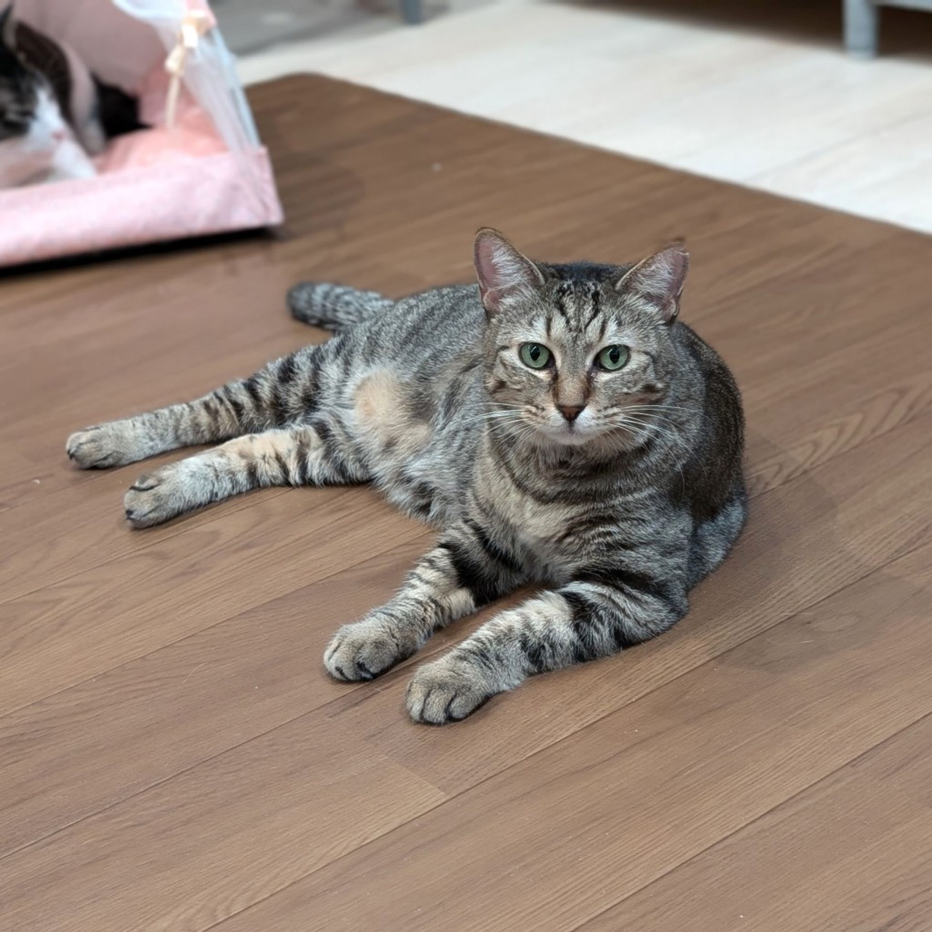 雑種（ミックス猫）・メスの里親募集の写真