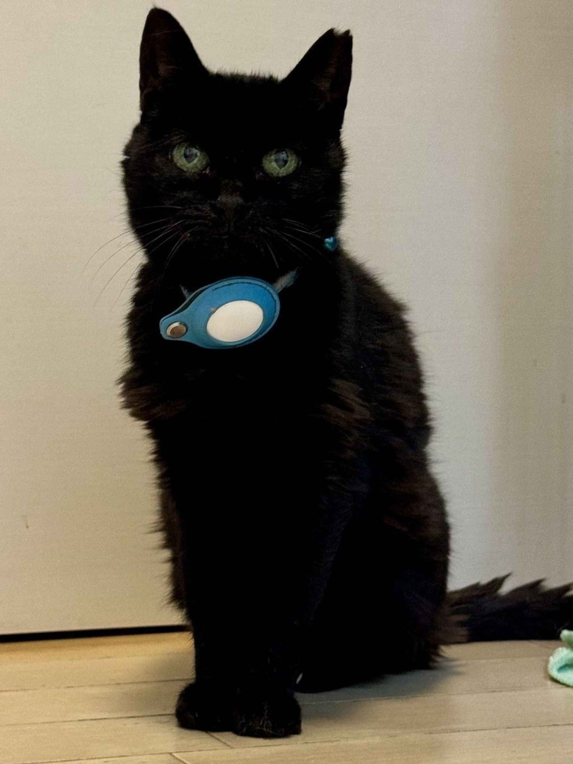 雑種（ミックス猫）・メスの里親募集の写真