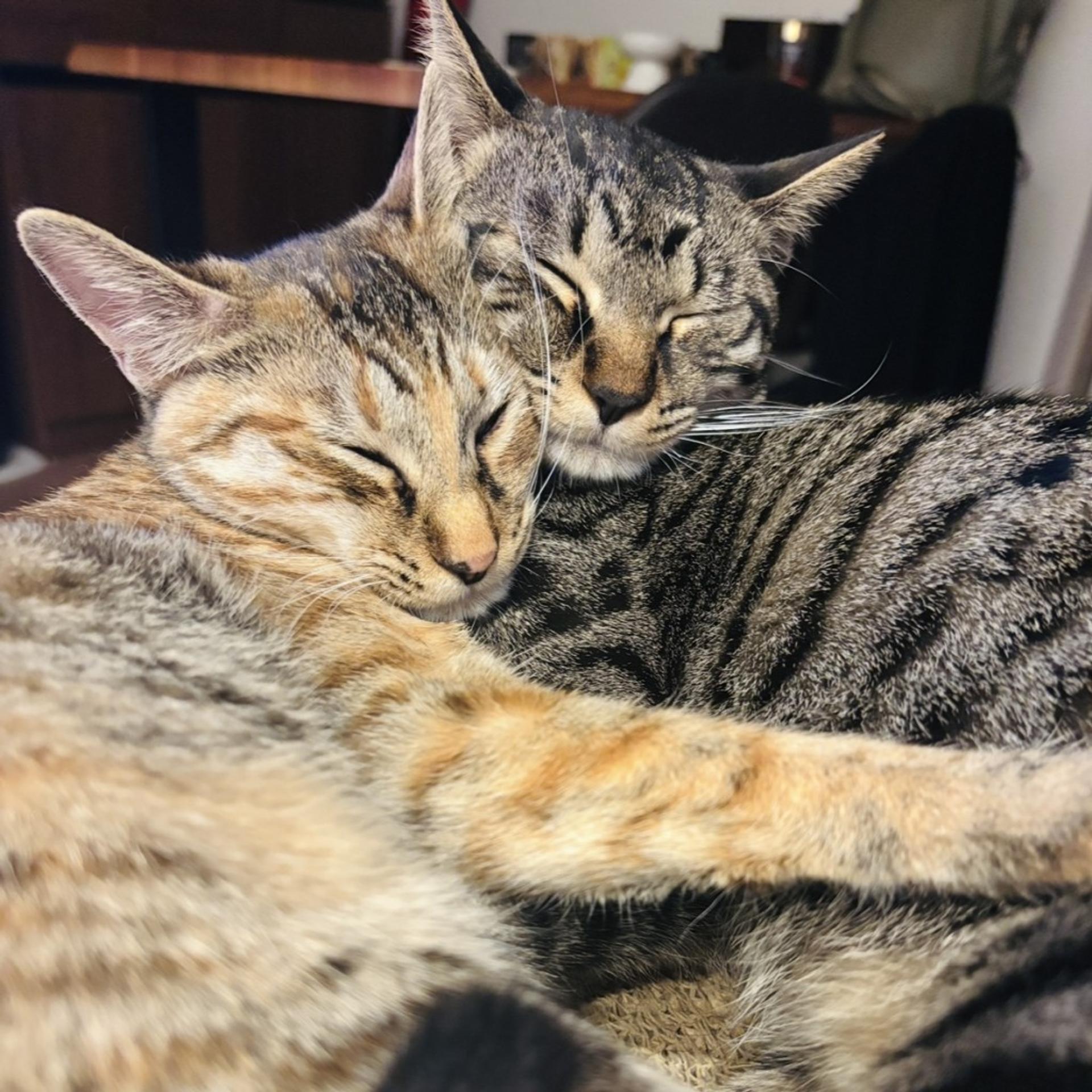 pet-image-3