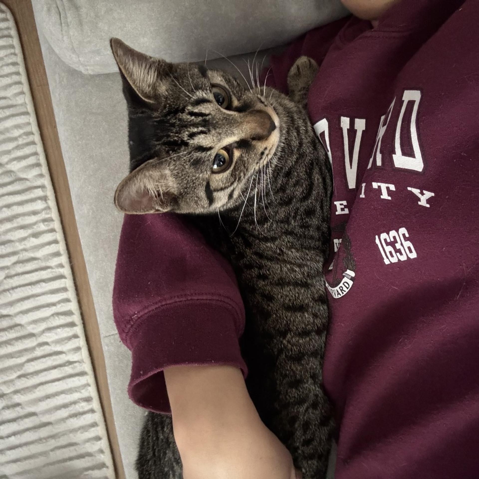 pet-image-4