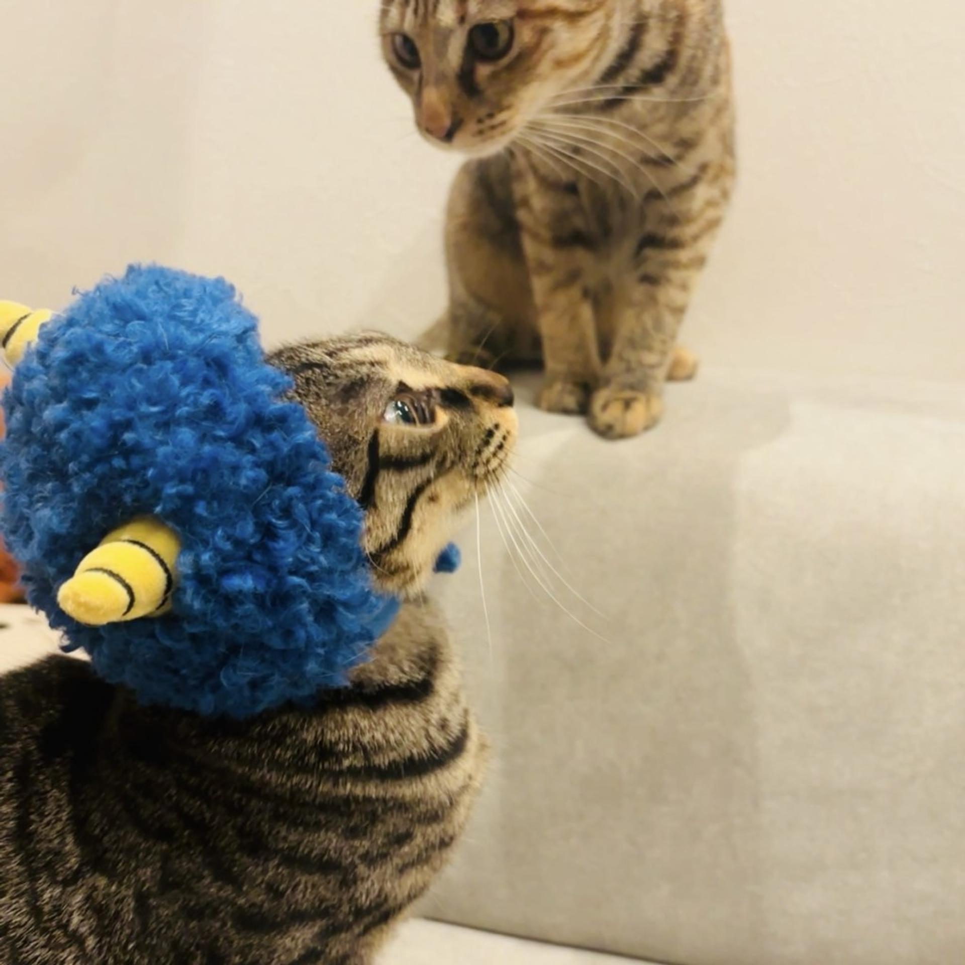 pet-image-5