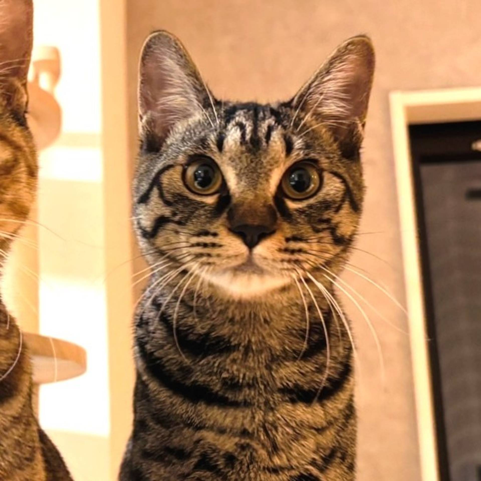 雑種（ミックス猫）・オスの里親募集の写真