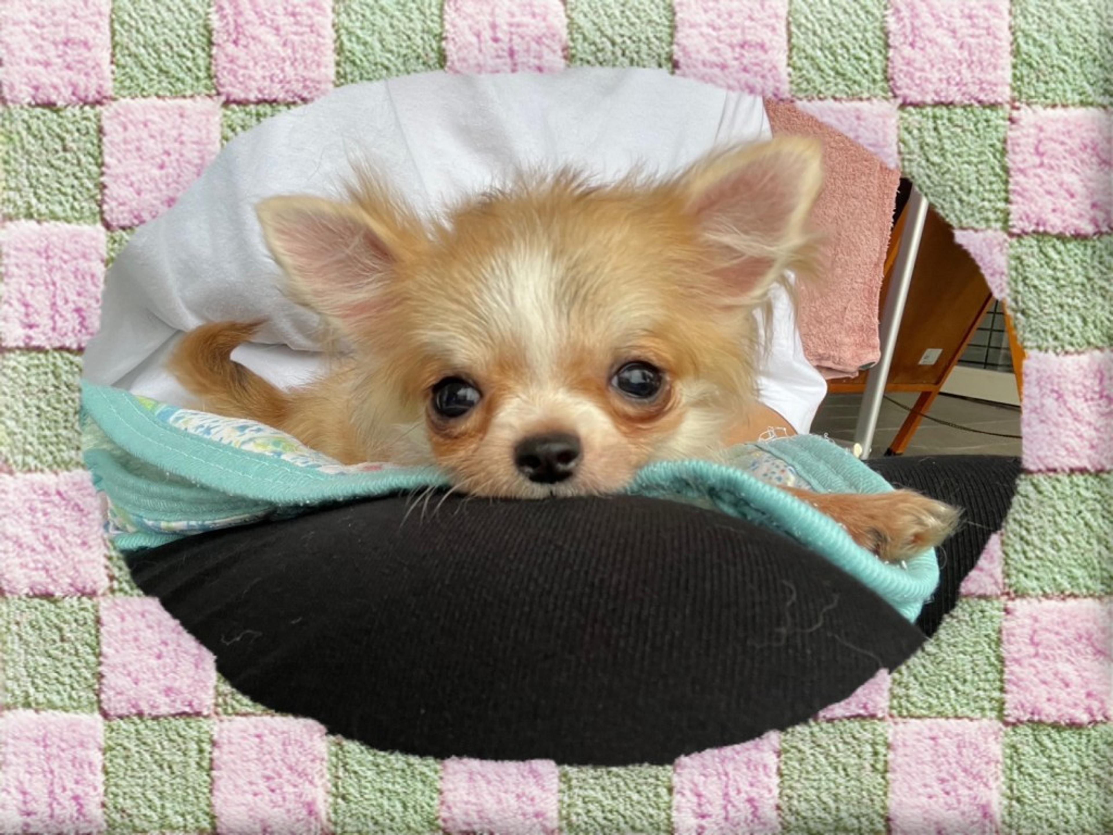 pet-image-3