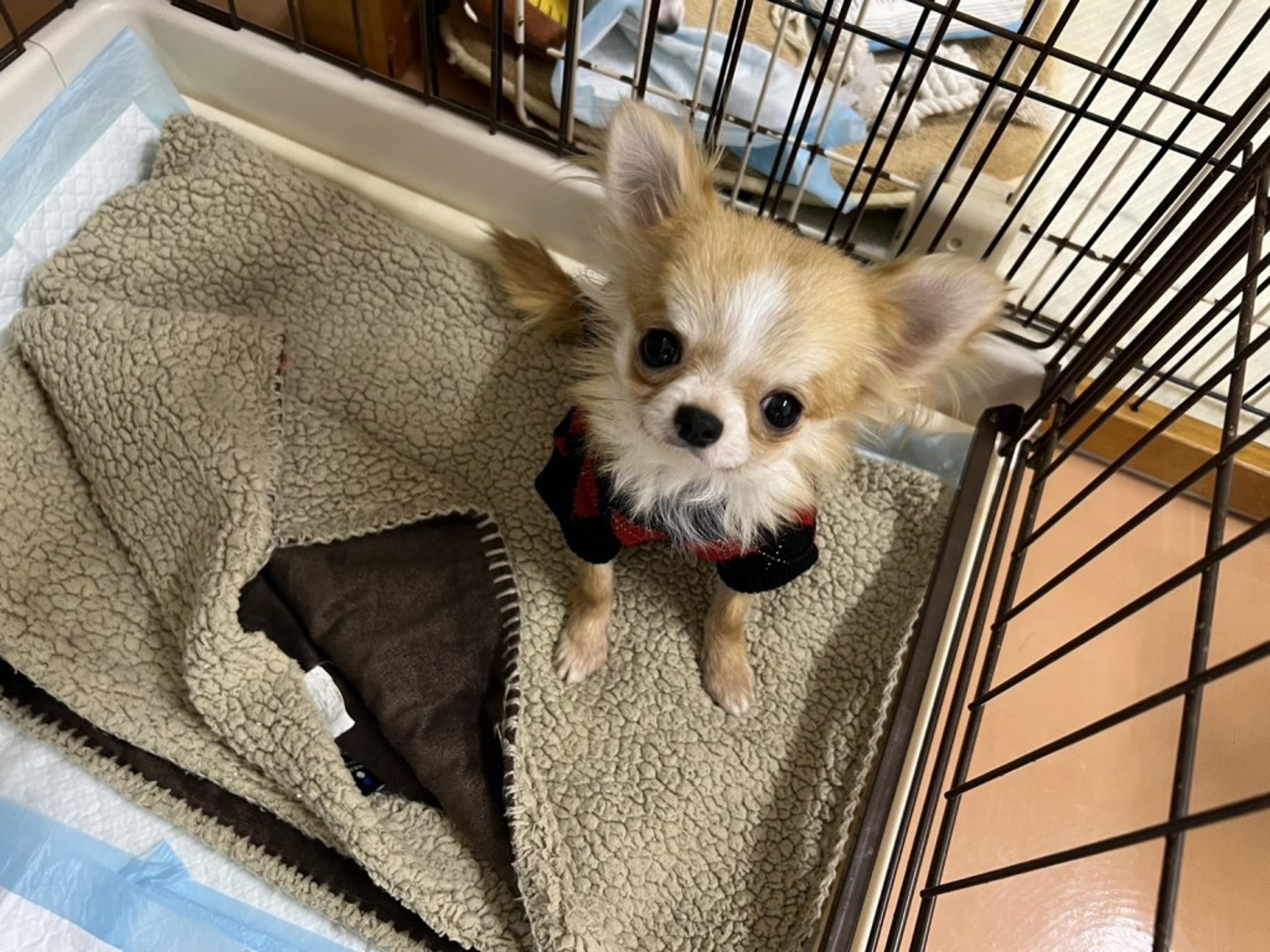 pet-image-4