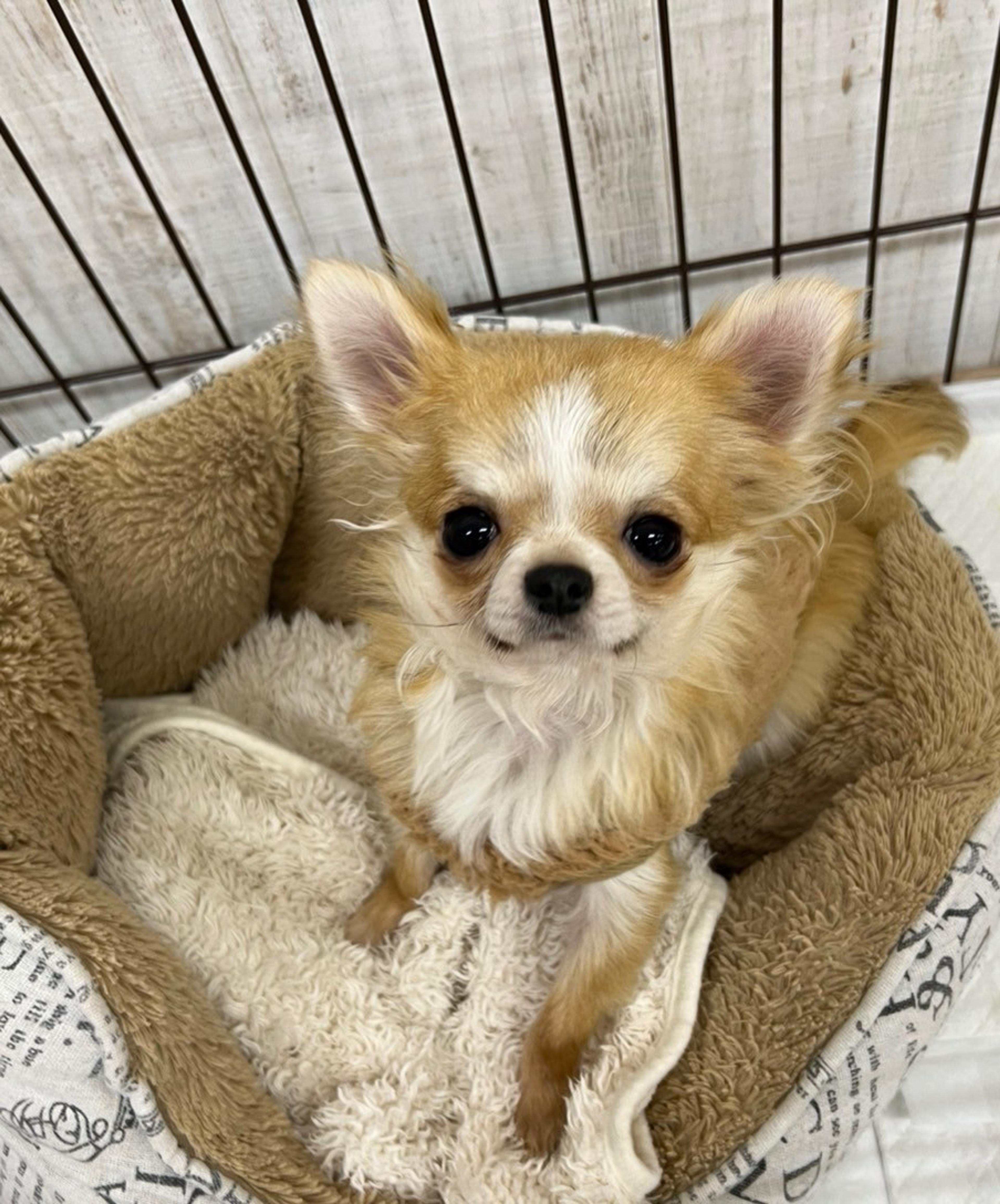 pet-image-2