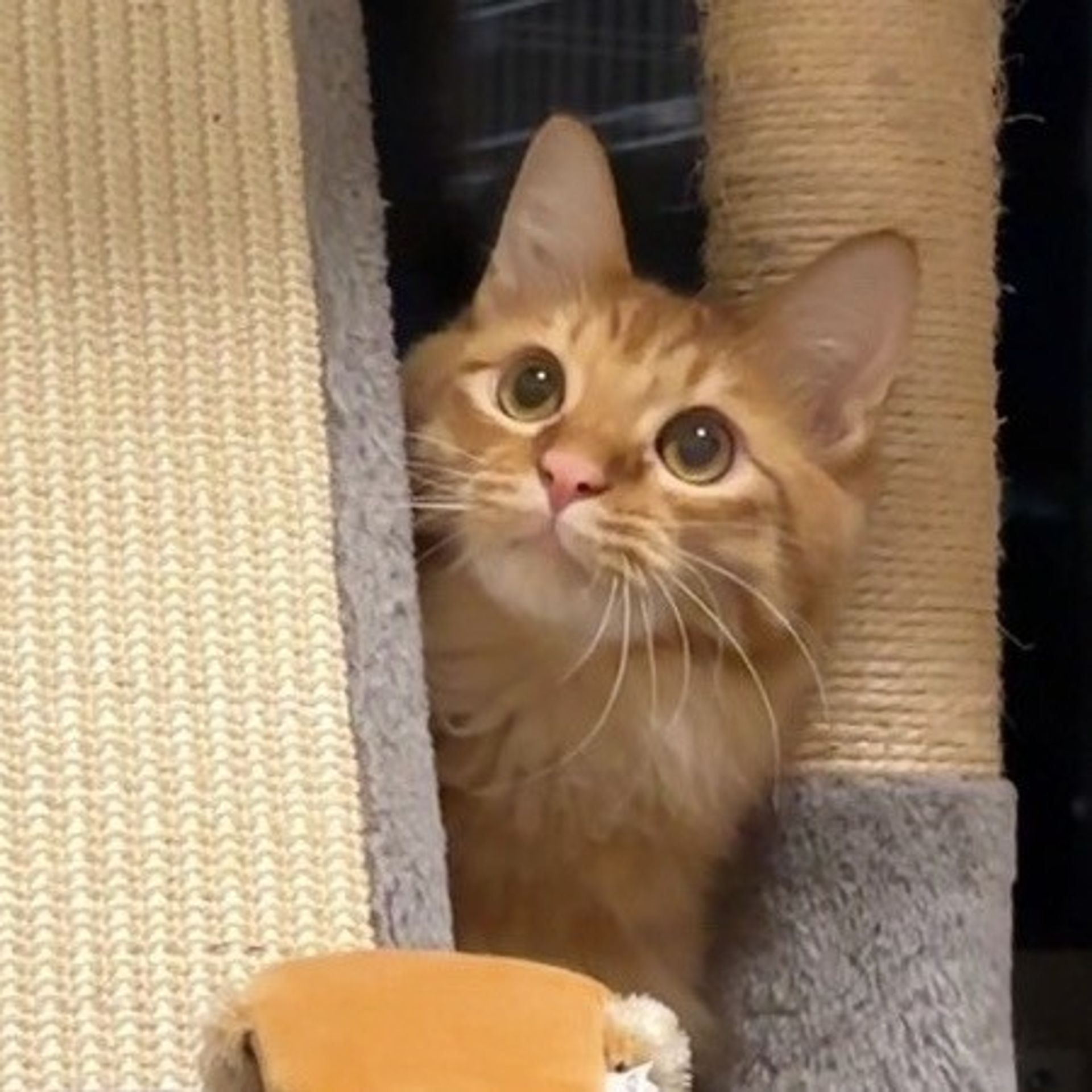 雑種（ミックス猫）・オスの里親募集の写真