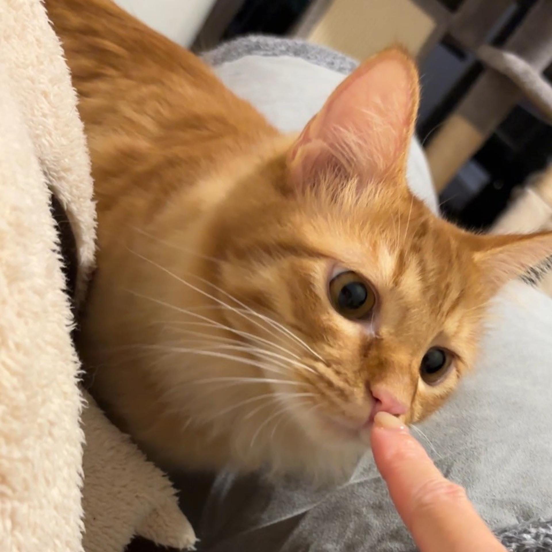 pet-image-3